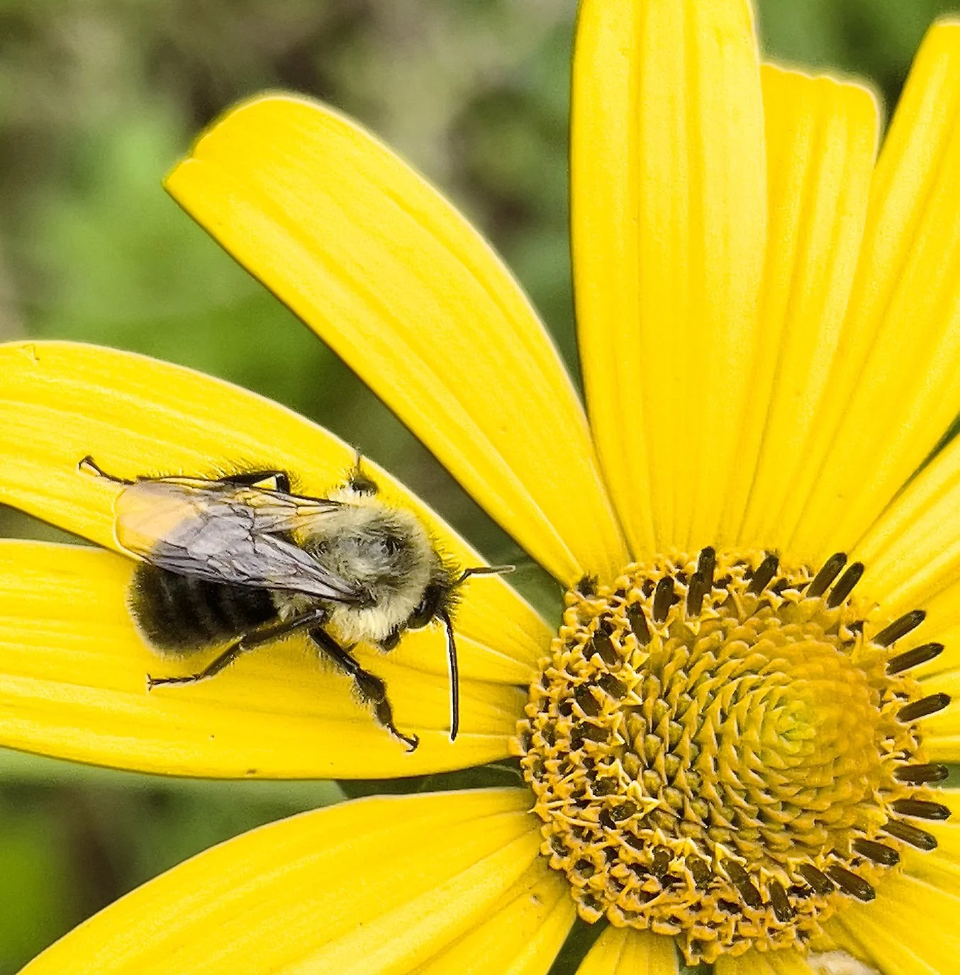 Common Eastern Bumblebee (Bombus impatiens). The most commonly seen bumblebee in the area. Most are about 1/2" long. Seen from early spring to the end of the flowering season. Easiest to identify by the single yellow hair band on the first abdominal