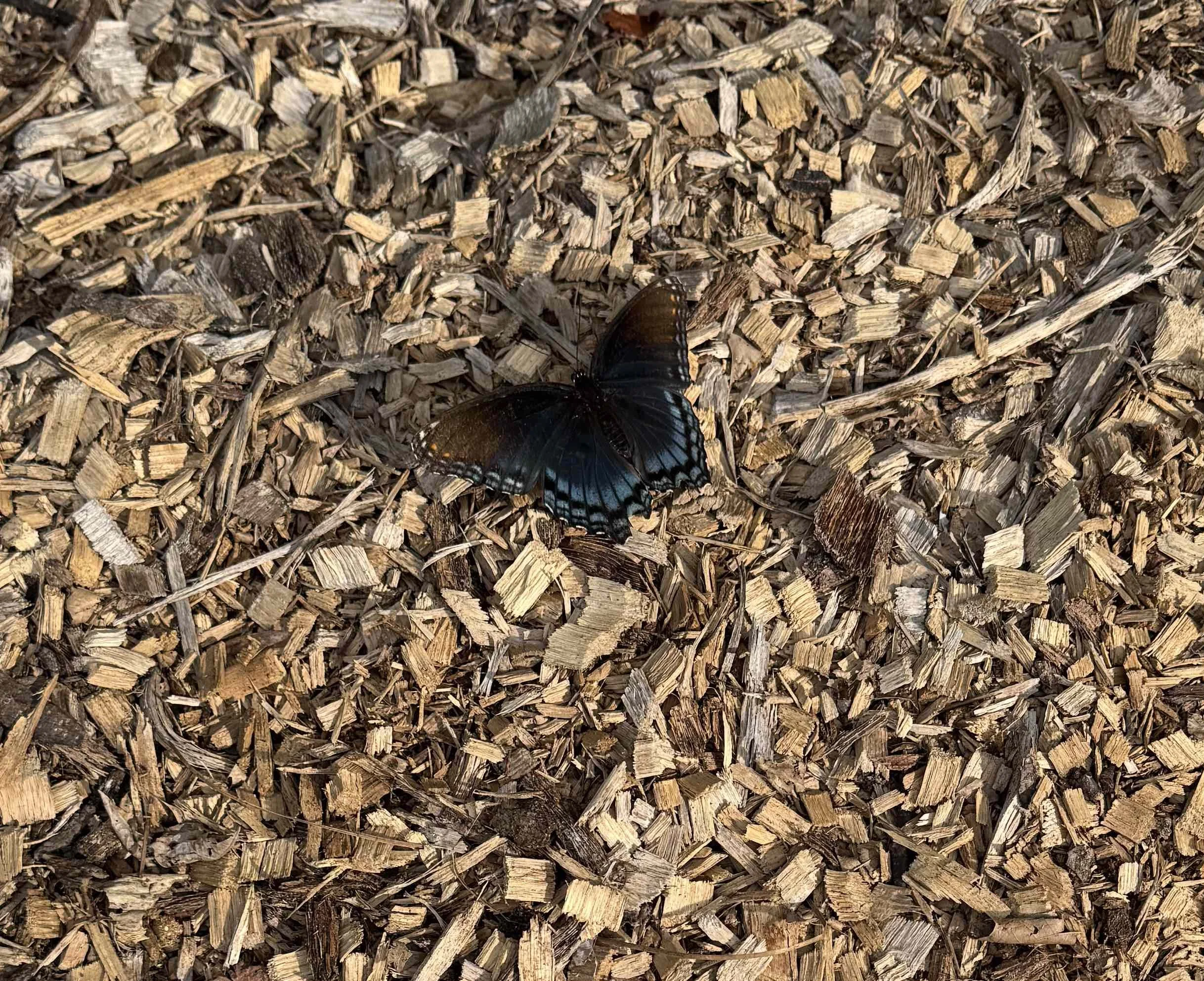 butterfly.jpg