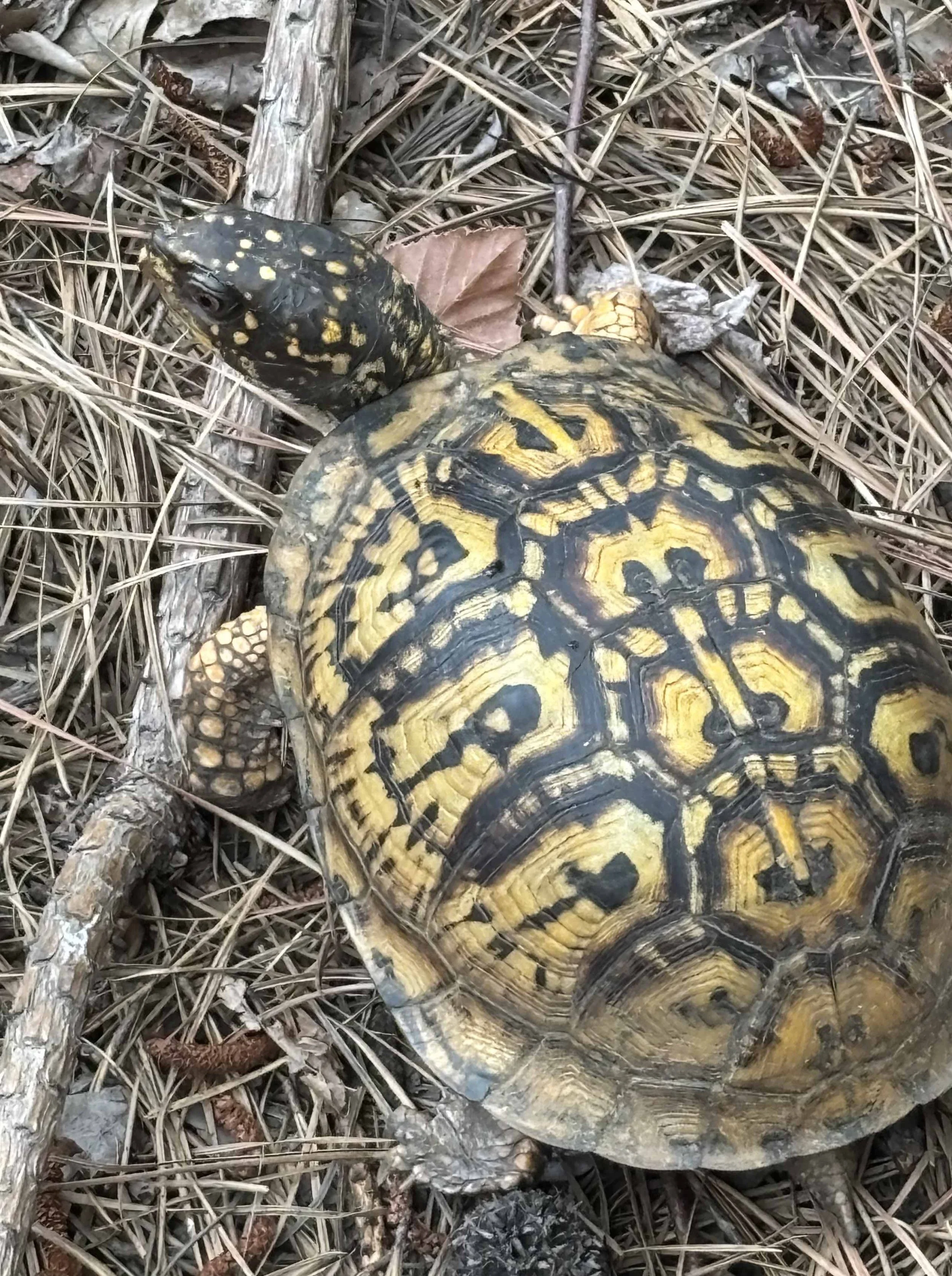 Eastern box turtle (courtesy of Nellie Rose Blair)
