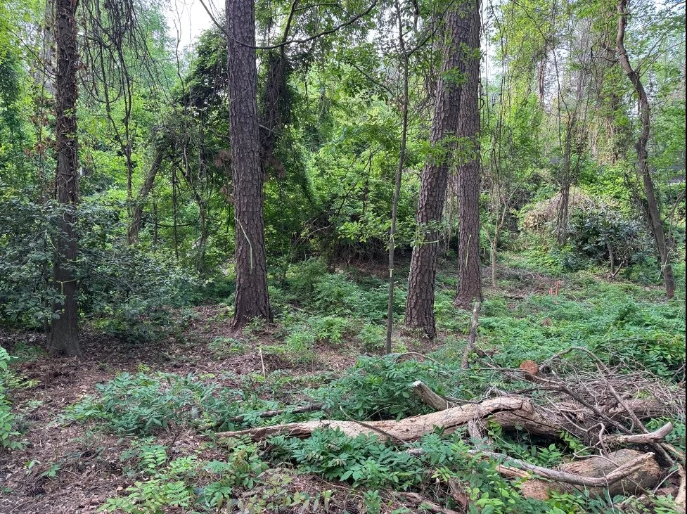 March 2025 after volunteers cleared around trees but before forestry mulching