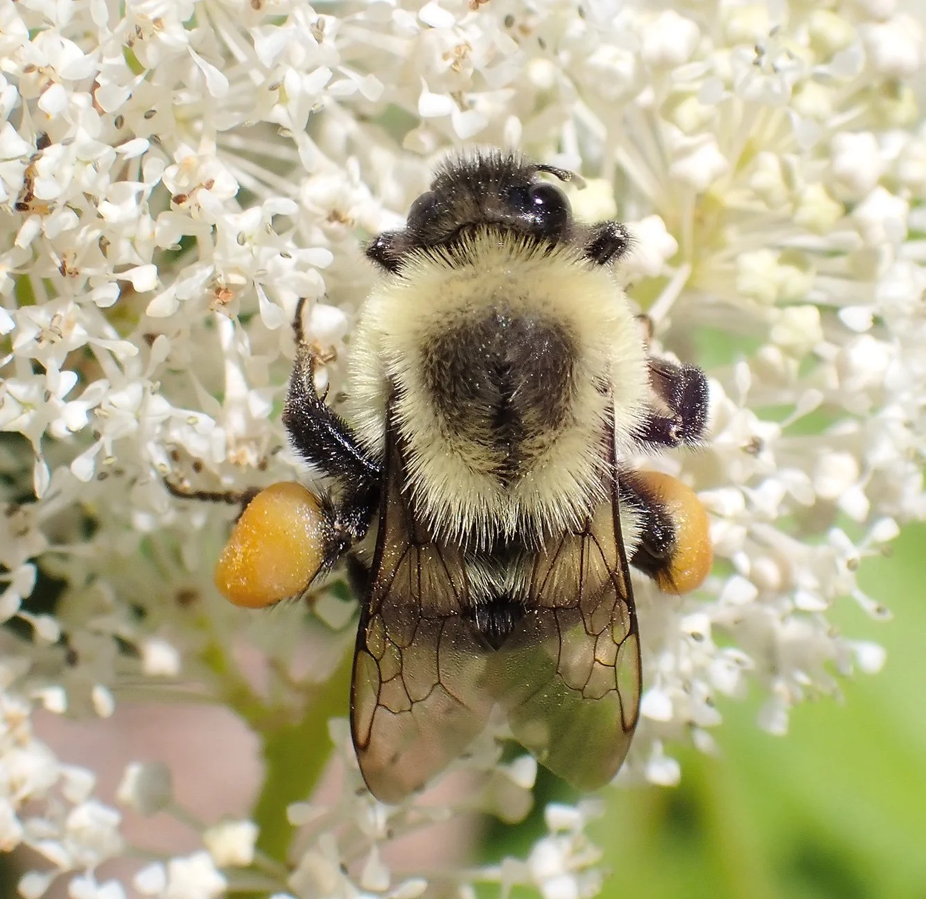 Two-spotted Bumblebee (Bombus bimaculatus). The earliest emerging Bumblebee in the area, though most are gone by August. Most are about 1/2" long. They have a yellow hair band on the first abdominal segment (also called tergal segment or T1), and two