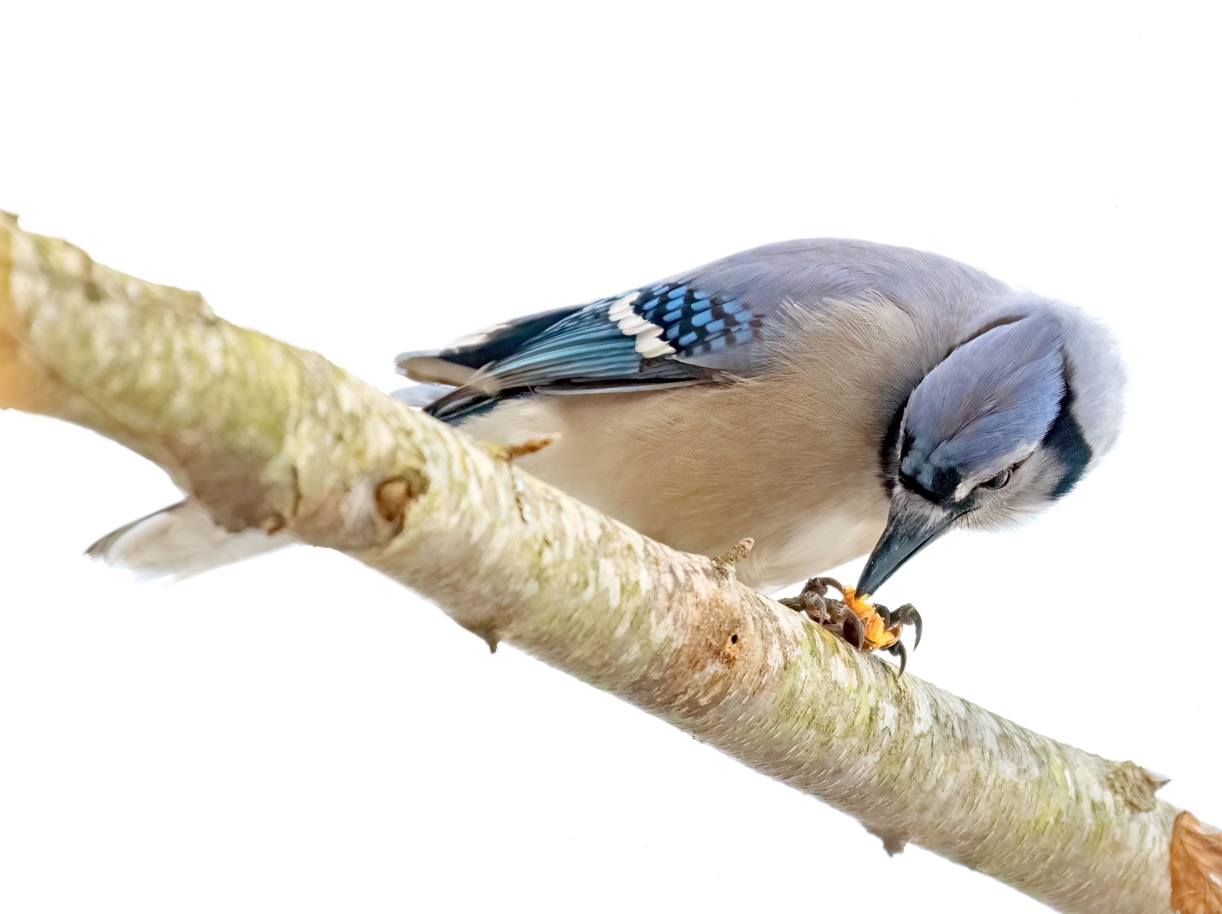Blue jay (courtesy of Jim Easton)