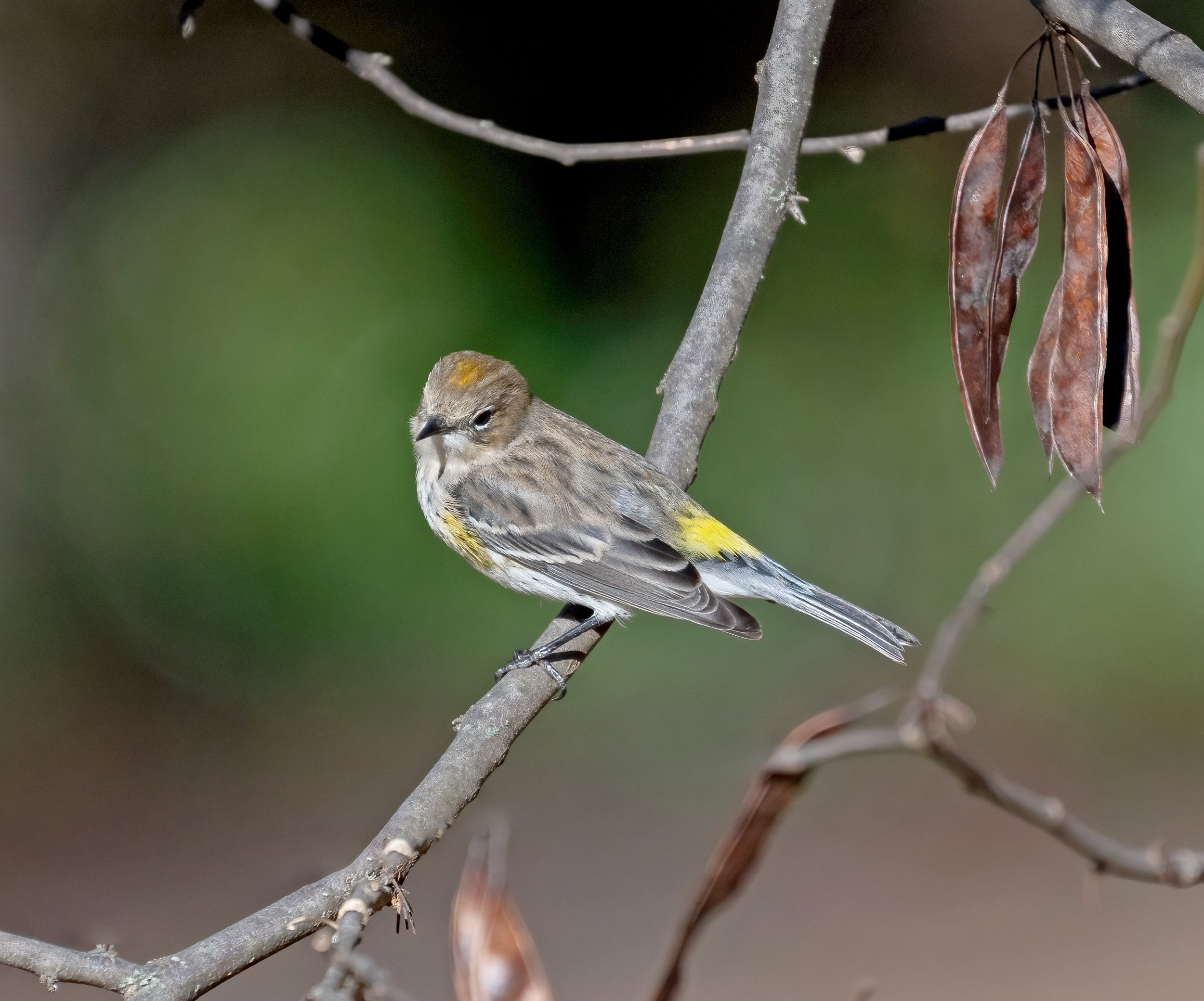 Yellow rumped warbler (courtesy of Jim Easton)