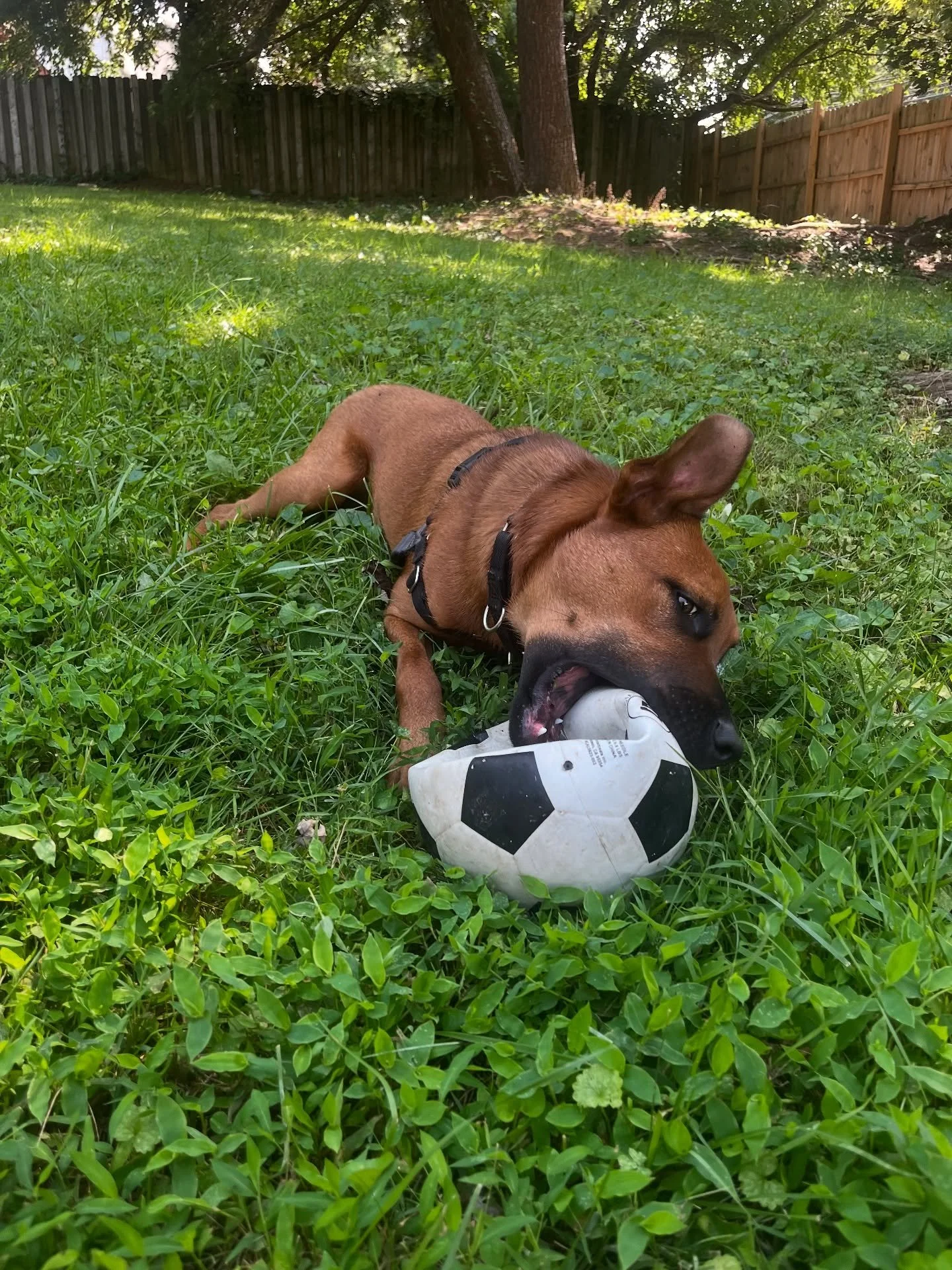 Help Bear find his forever home on the East Coast! Share to spread the word. He's great with cats, despite a little whining, and loves kids - even ones as young as 9! He's a bit skittish with sudden movements, but never aggressive. This goofy, easy-g