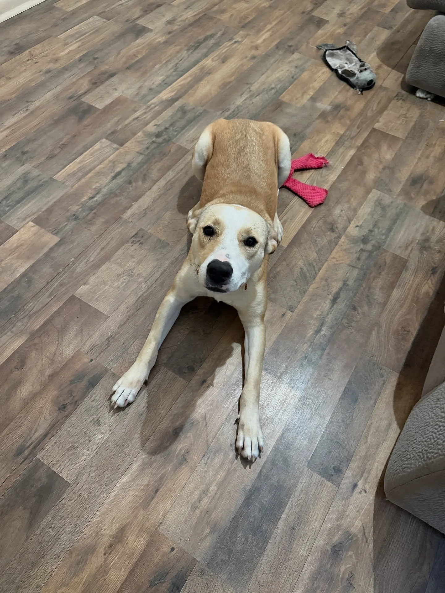 Help us get this sweet girl adopted by spreading the word and sharing our post. Pearl is one of our longest residents in our care, she&rsquo;s been with the rescue since February and most of her time has been spent in boarding 😓 (which she loves, th