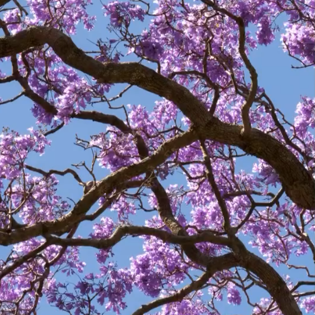 Tree with purple blossoms against a clear blue sky.