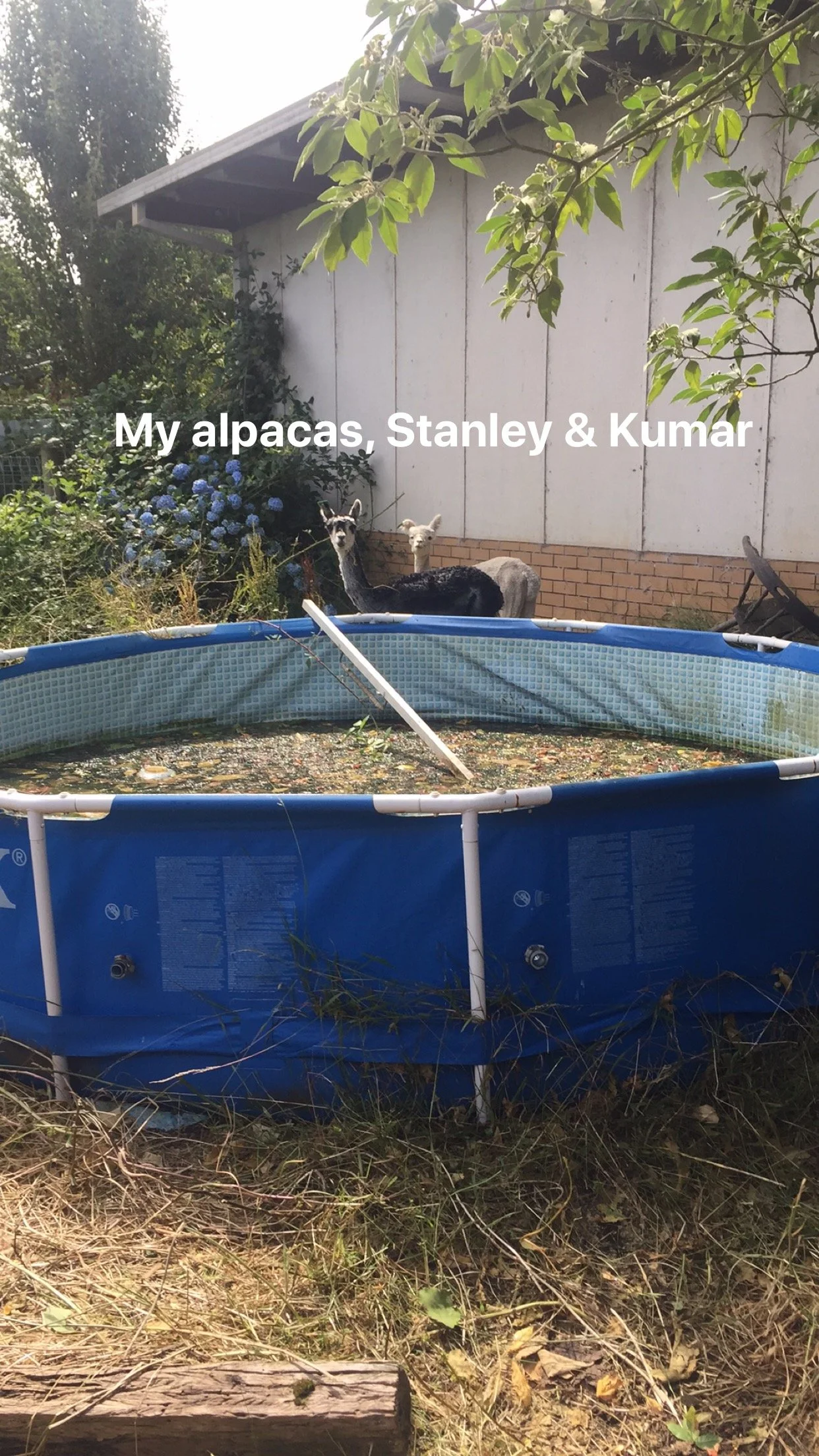 An outdoor backyard scene with three alpacas near a blue above-ground swimming pool filled with stagnant water and debris, with a white building, shrubs, and trees in the background. Text overlay reads: "My alpacas, Stanley & Kumar."