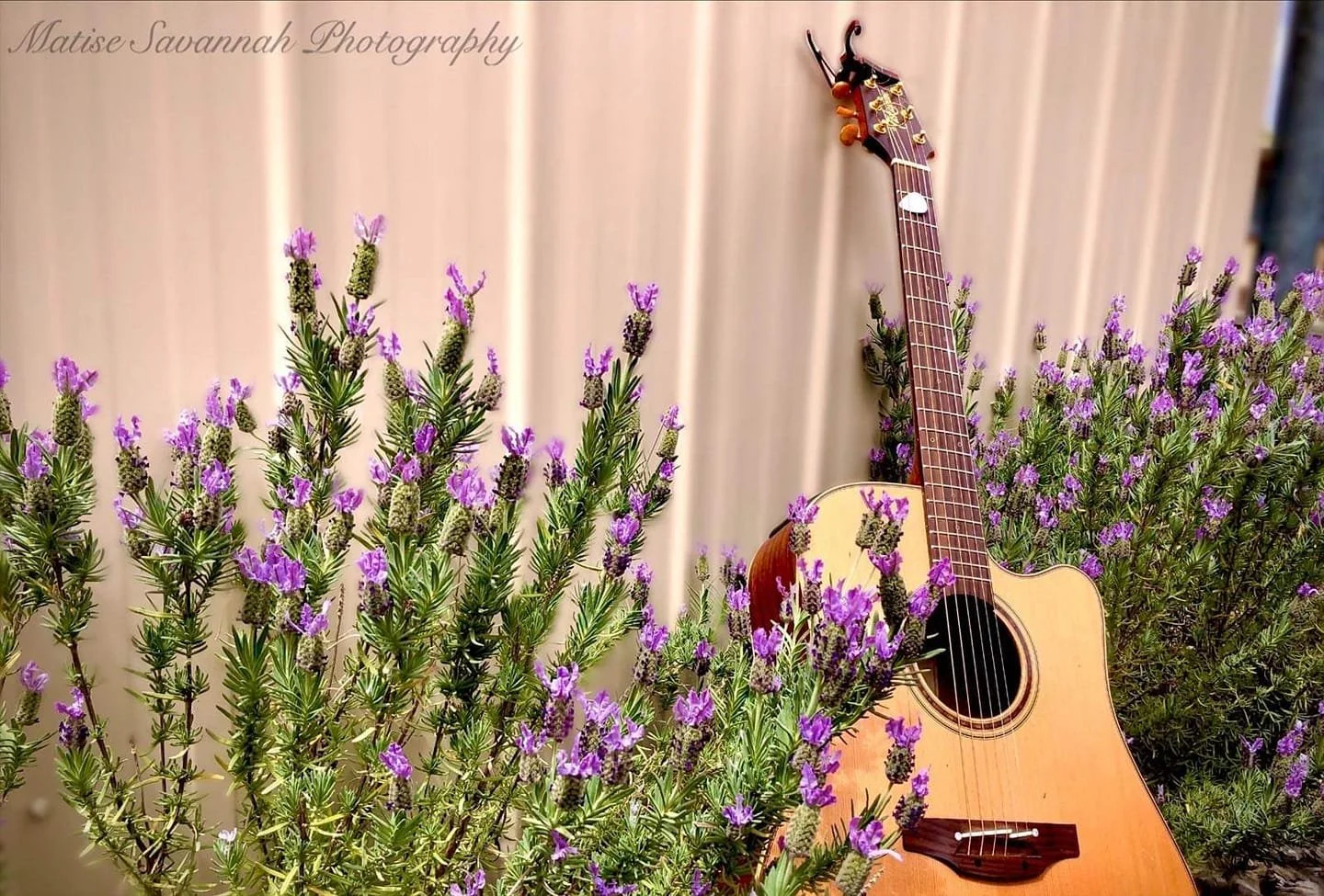 An acoustic guitar leaning against a beige curtain with purple flowering bushes in the foreground.