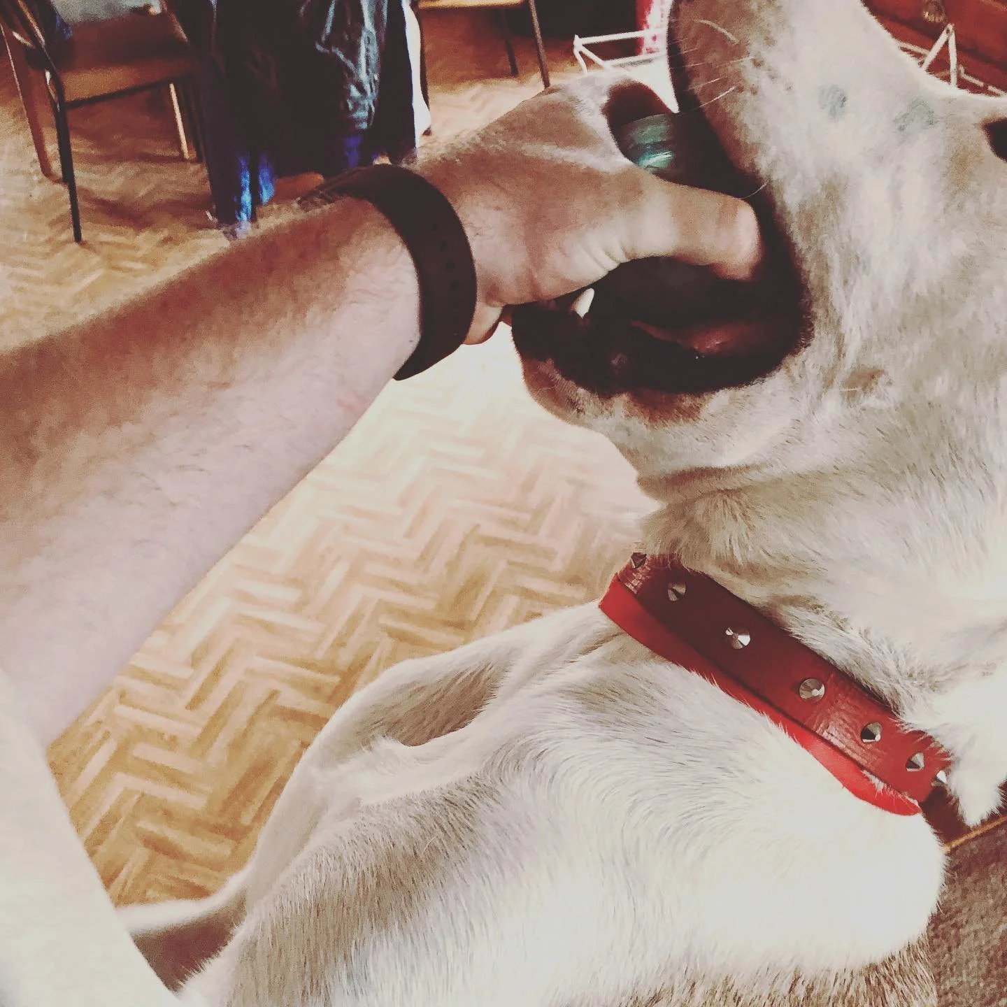 A person with a black wristband is holding a dog's head gently while the dog, wearing a red collar, licks the person's hand. The setting appears to be indoors with a wooden parquet floor and chairs in the background.