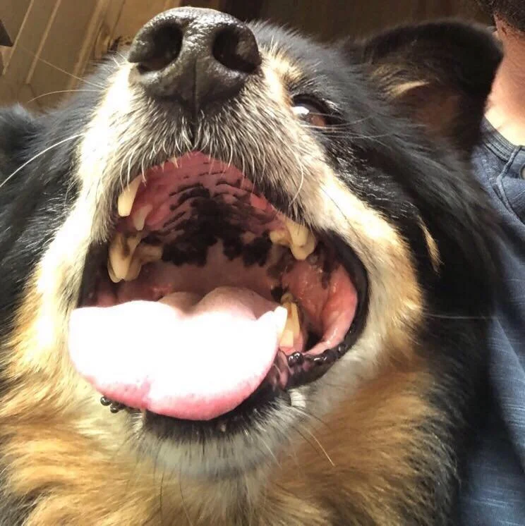 Close-up of a large dog's face with its mouth open, showing teeth and tongue, with a person's shoulder visible in the background.