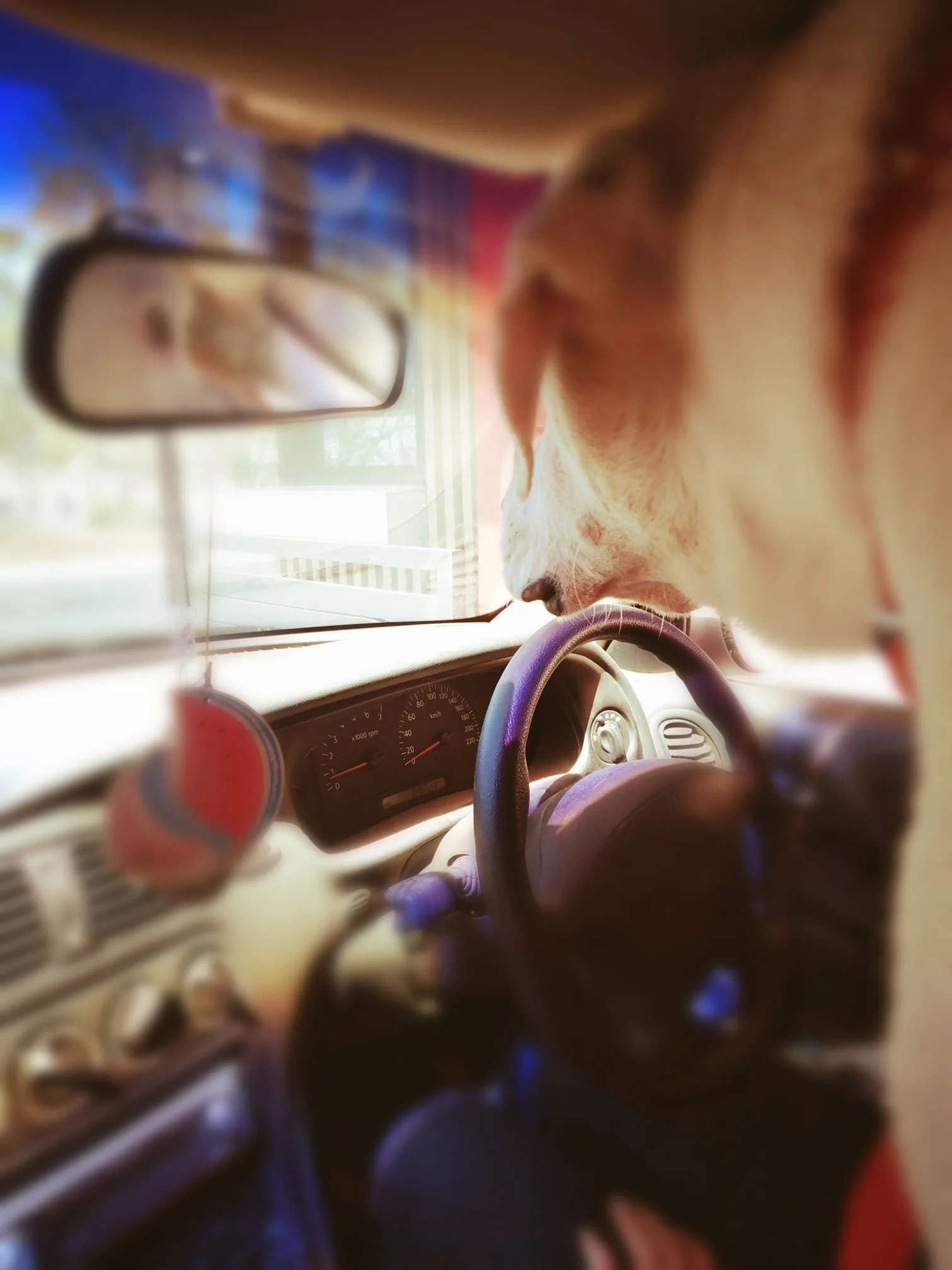 A cat with cream and orange fur sitting on the steering wheel inside a car, looking out the front window.