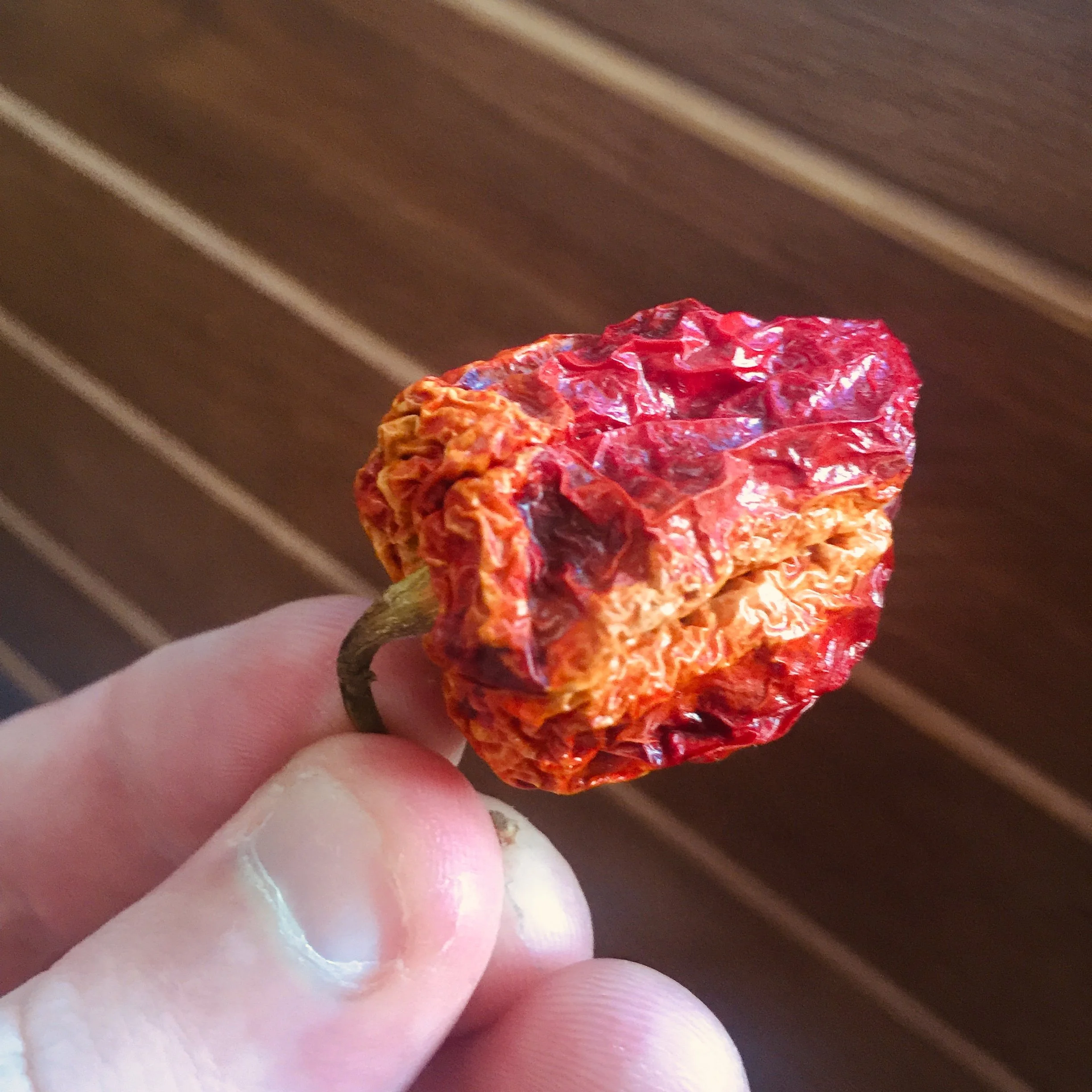 Person holding a shriveled, dried red chili pepper with wrinkled and textured surface, against a wooden background.