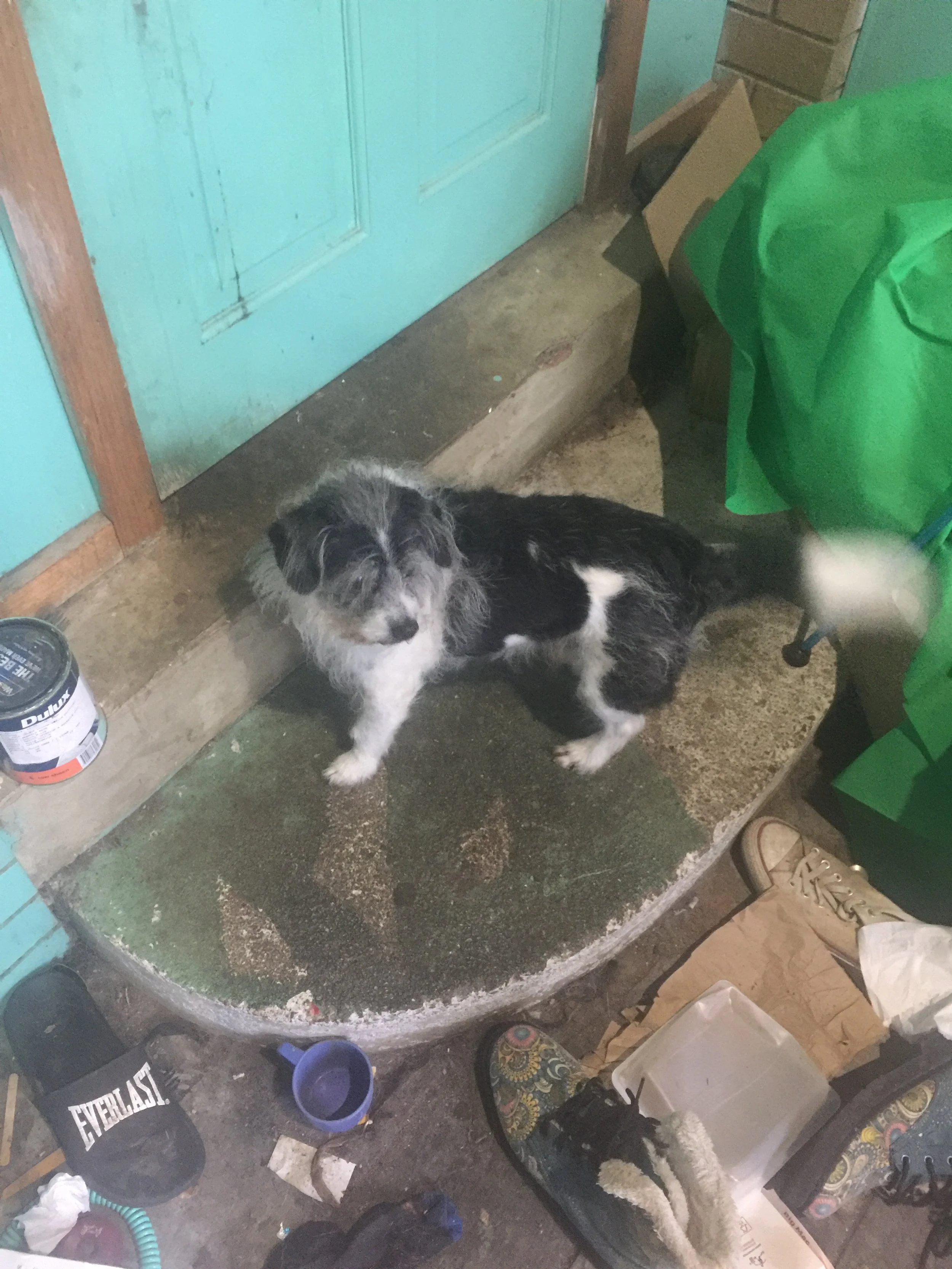 A small black and white dog sitting on a concrete step in front of a green front door. There are various items around, including a shoe, a box, and some containers.