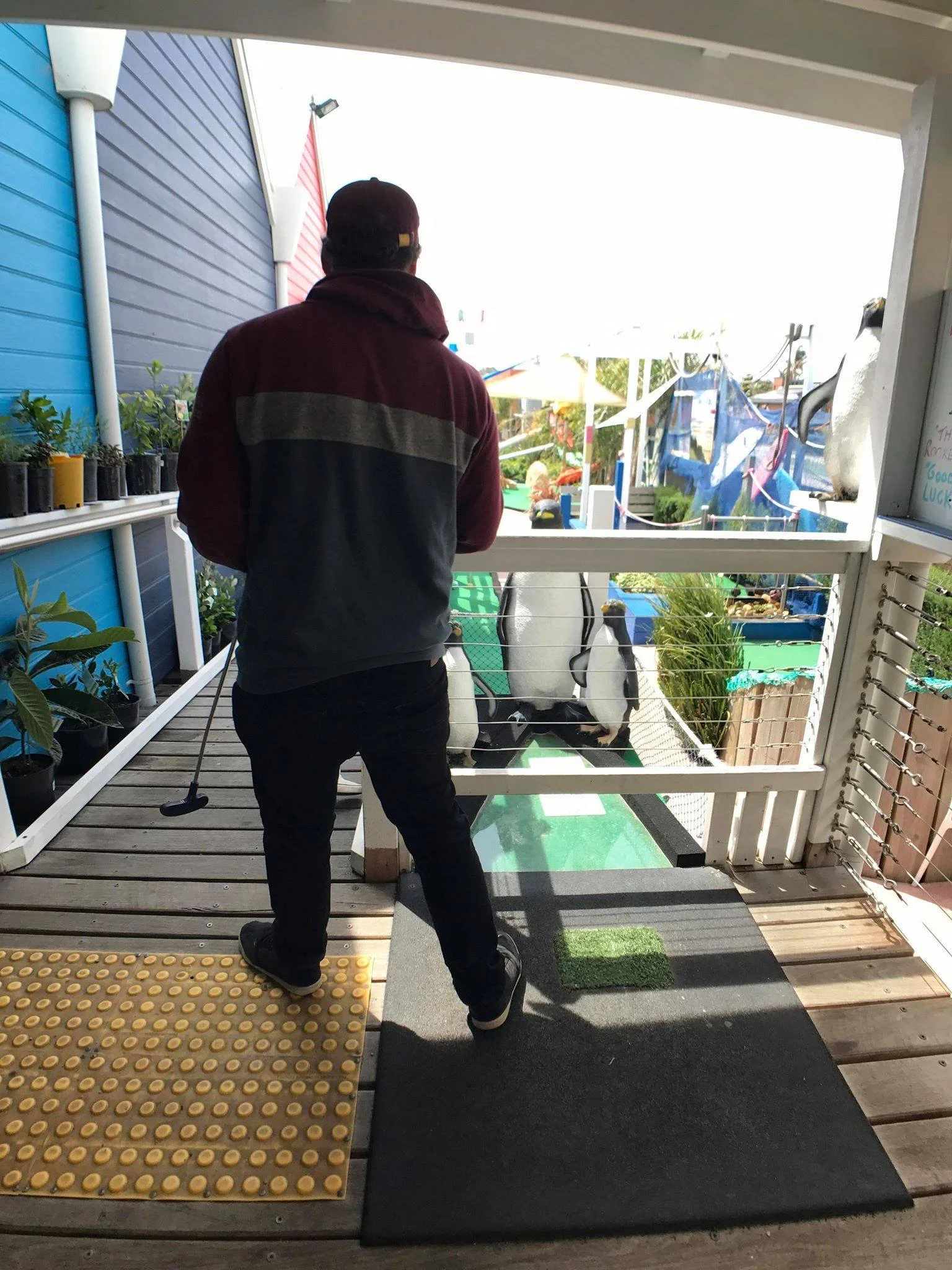 A person standing on a wooden porch holding a golf club and facing a small penguin enclosure with three penguins.