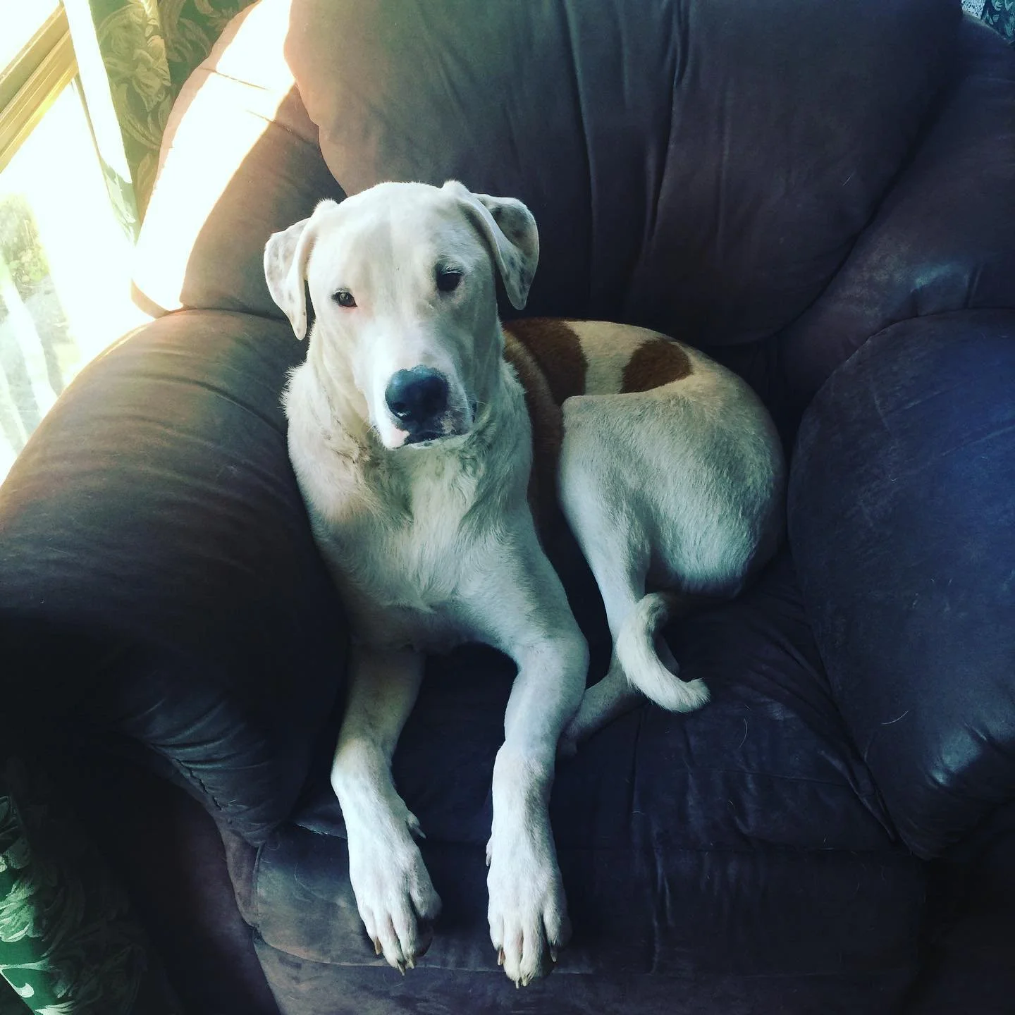 A white and brown dog sitting on a black leather couch next to a window.