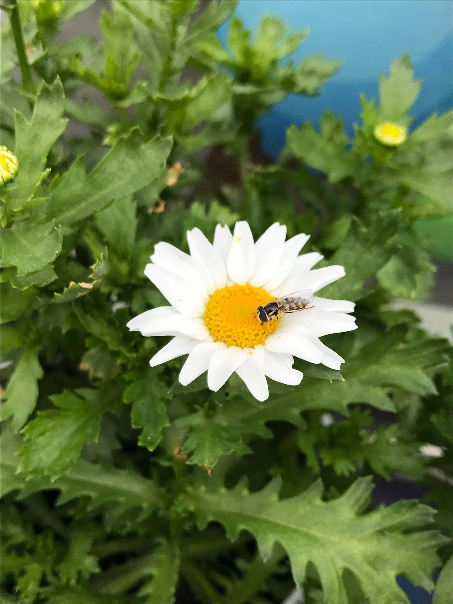 A white daisy with a yellow center in a garden, with a small bee on the flower, surrounded by green leaves.