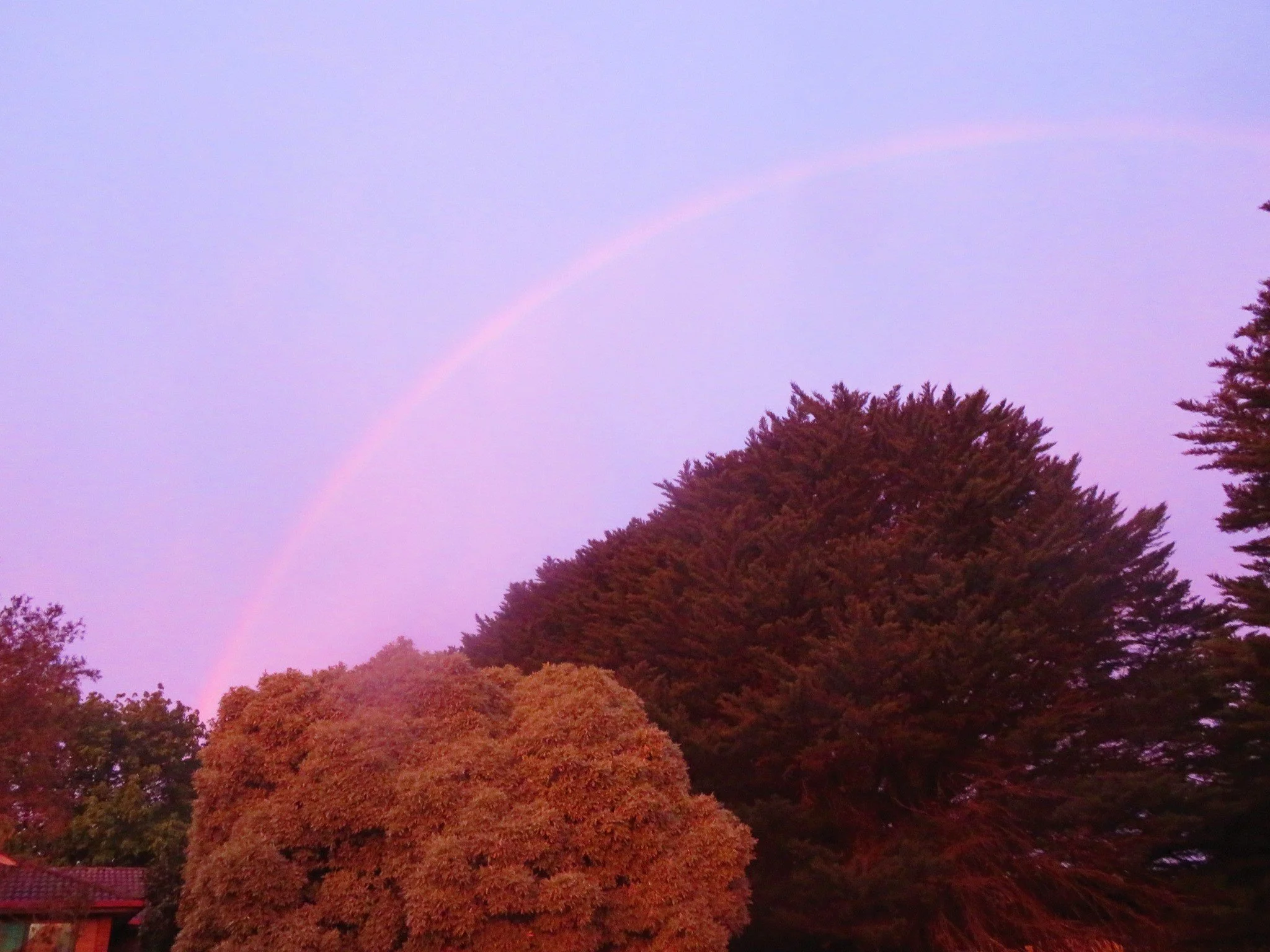 a rainbow over trees with reddish and green foliage during sunset or sunrise with a pink-purple sky