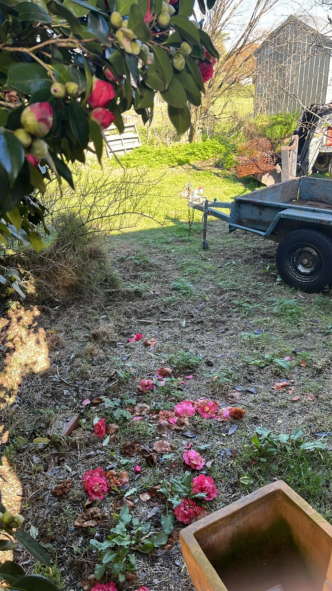 A garden scene with blooming pink camellia flowers on the ground, green foliage, a trailer hitched to a vehicle, and a shed in the background, sunlit with clear weather.