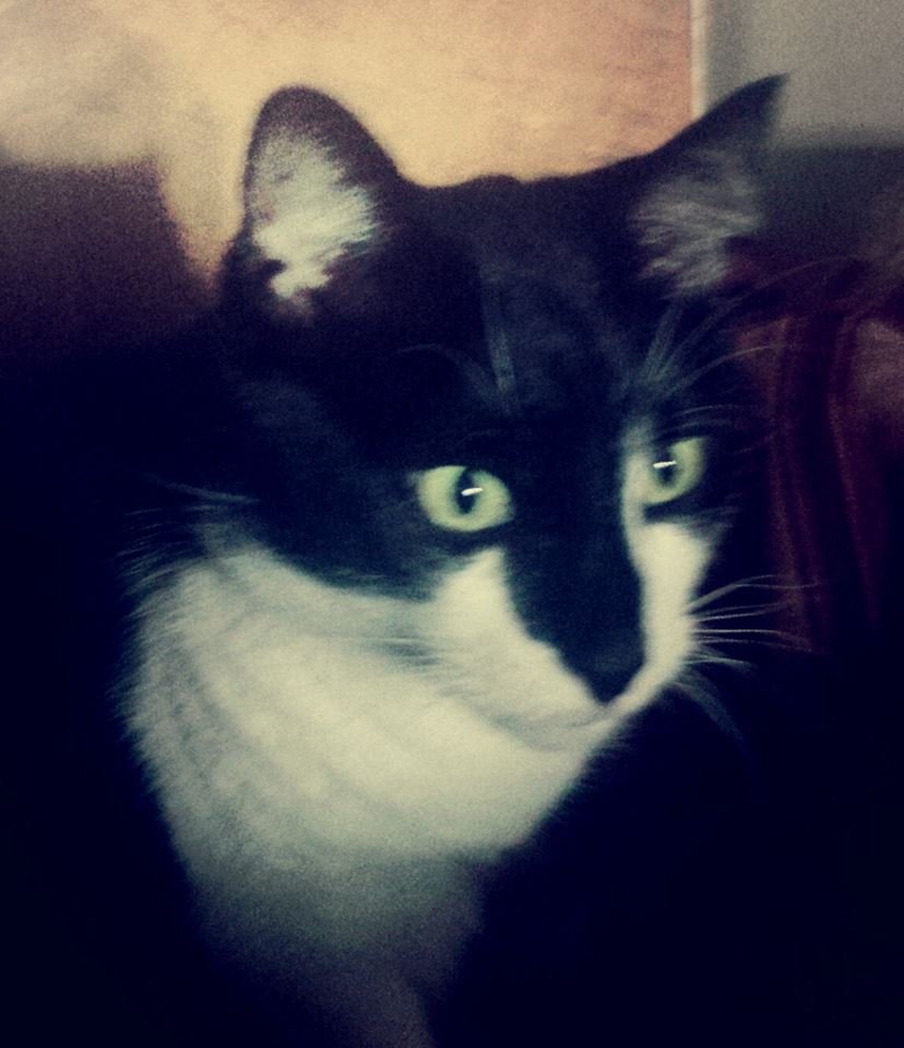 A black and white cat with yellow eyes, looking to the right, in a dimly lit environment.