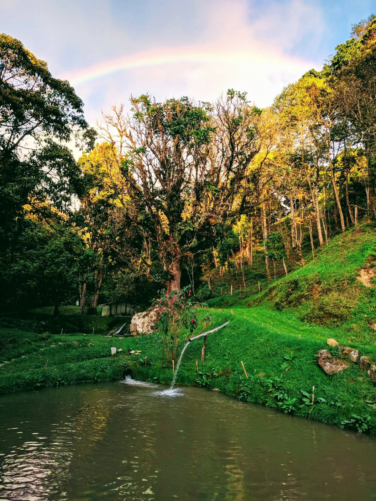 Chicken pond.jpg