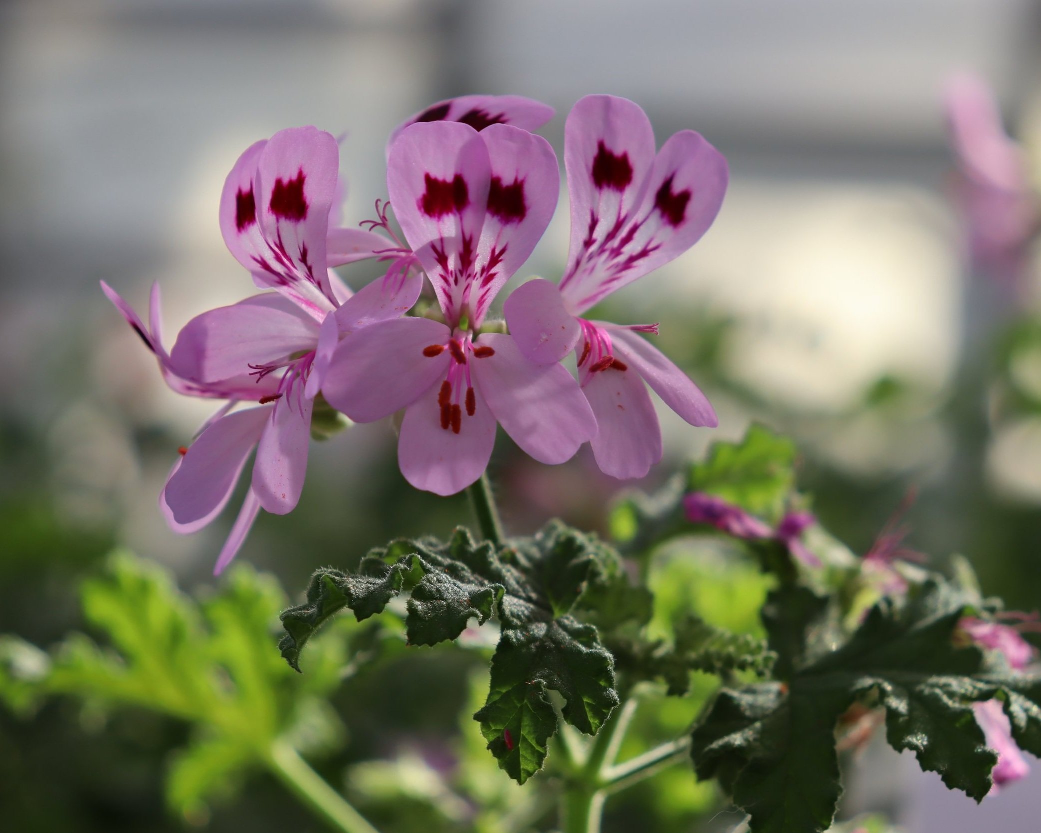 rosegeranium.jpg