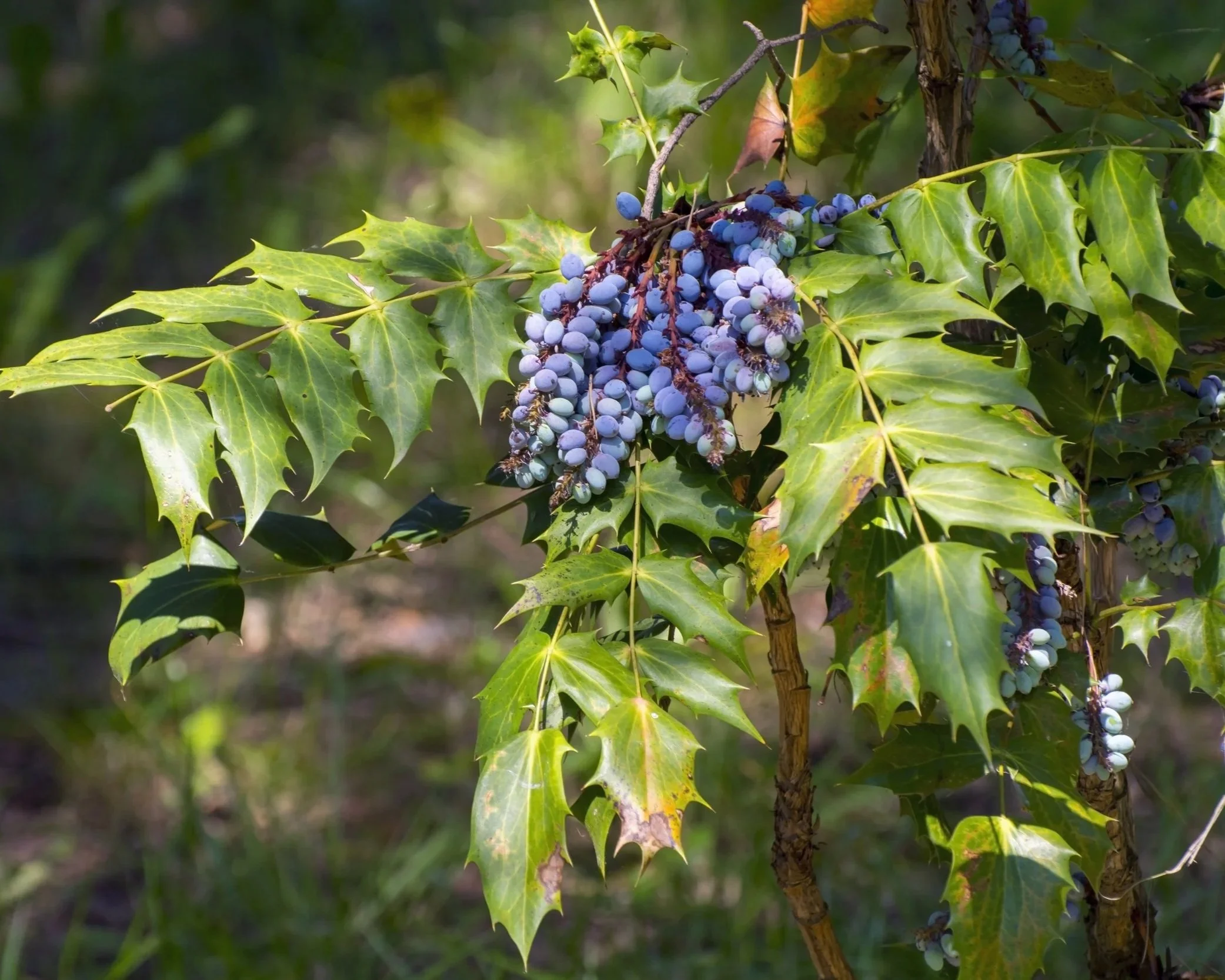 oregongrape.jpg