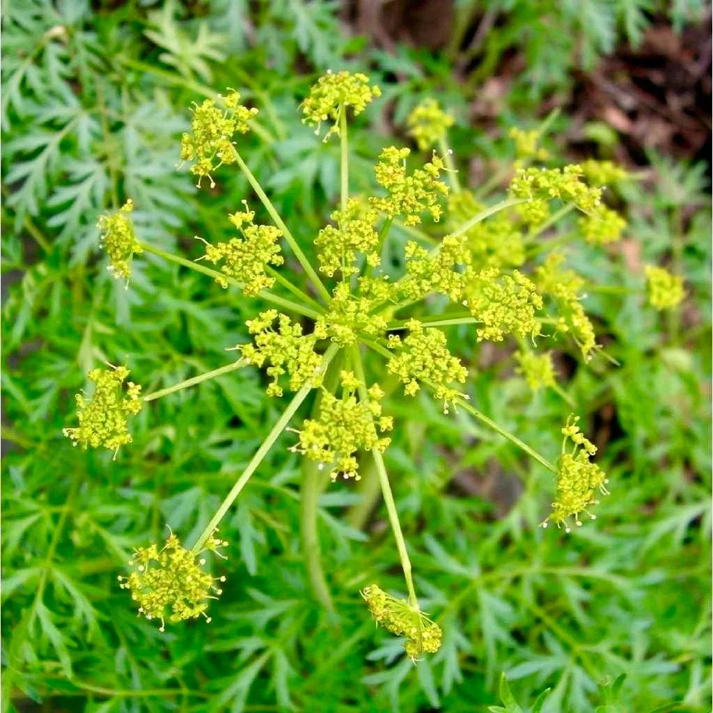 Lomatium_dissectum_020207_1-1462804839.jpg