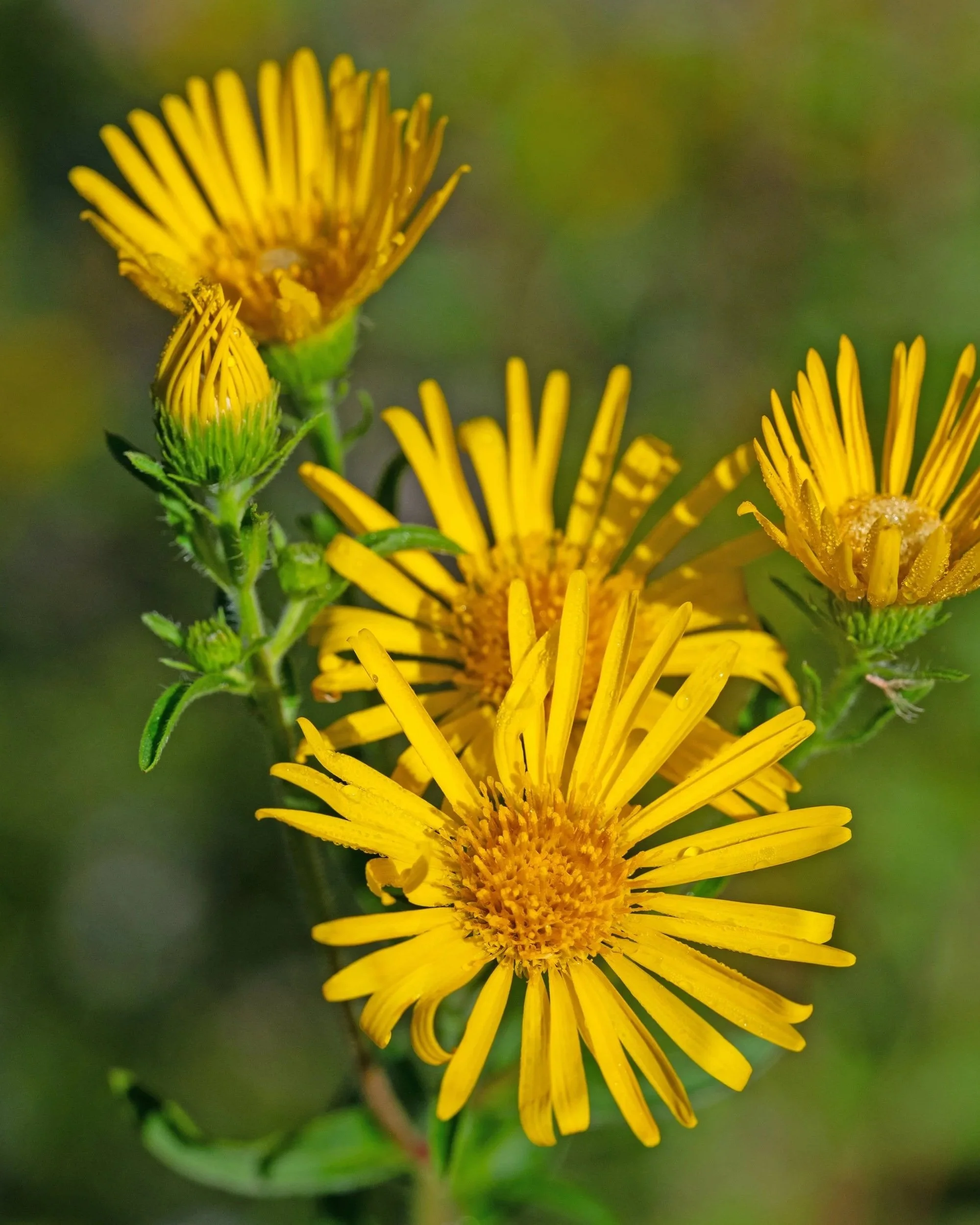 elecampane.jpg