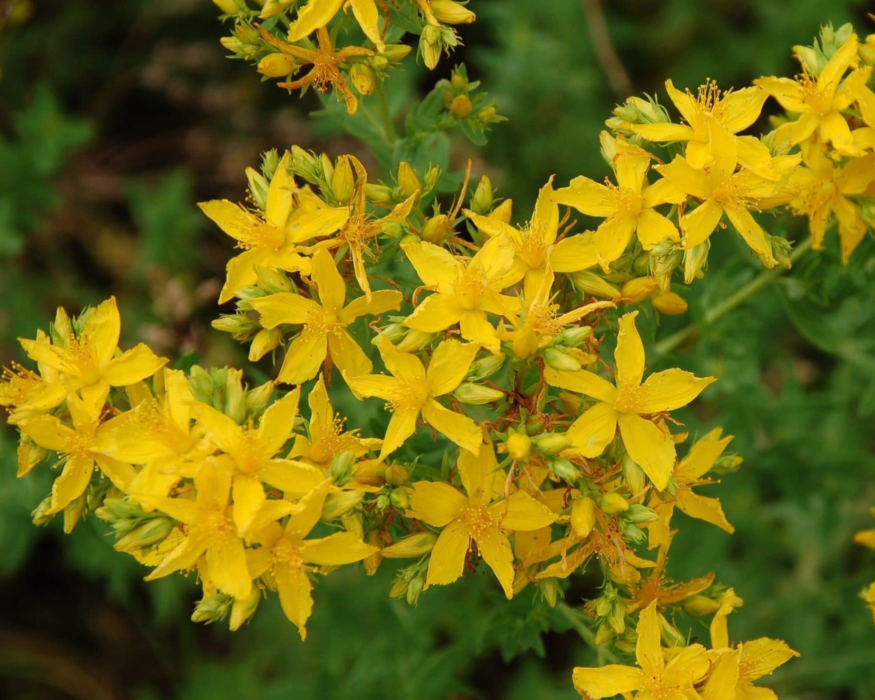 St.-Johns-Wort-scaled-1.jpg