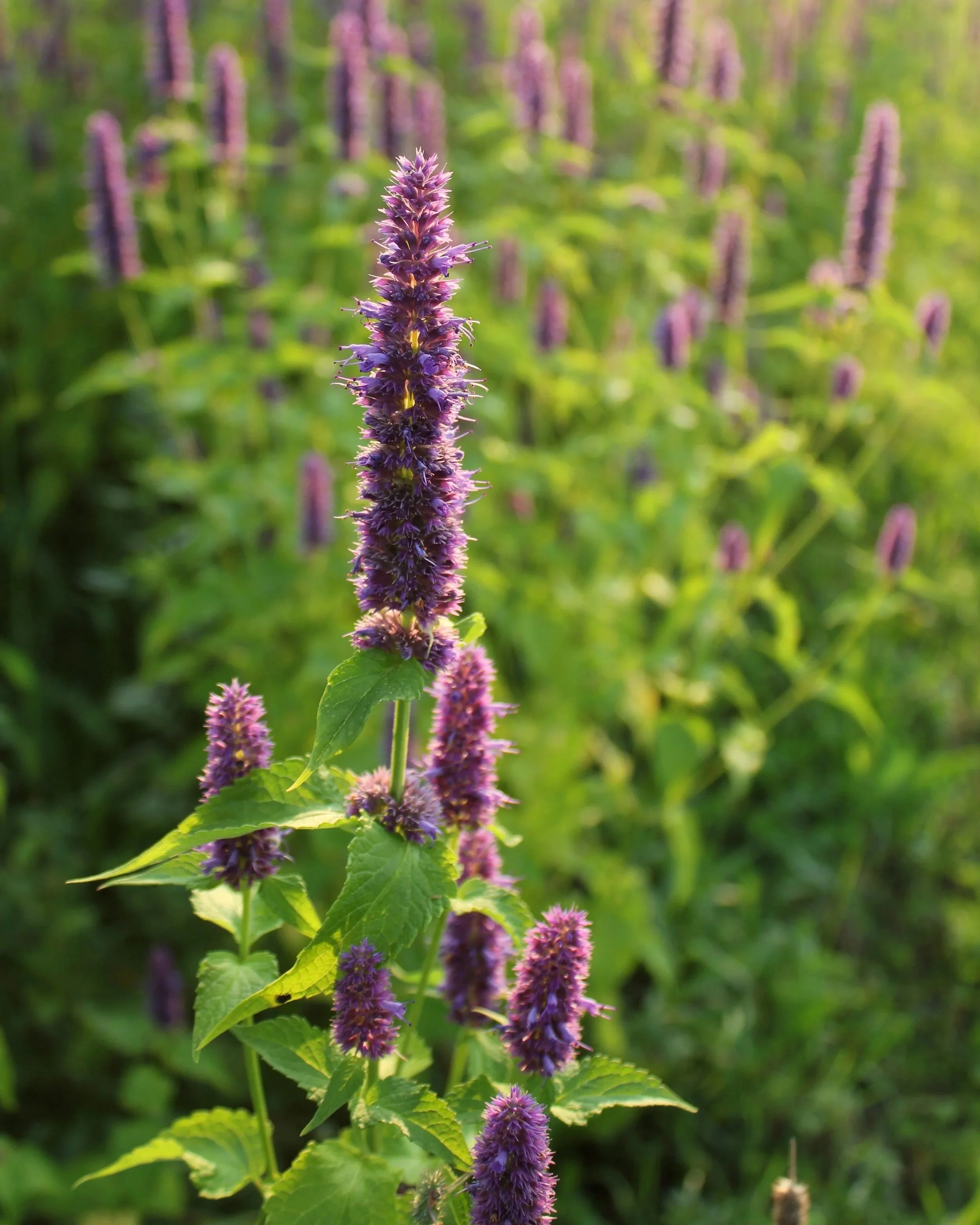anisehyssop2.jpg