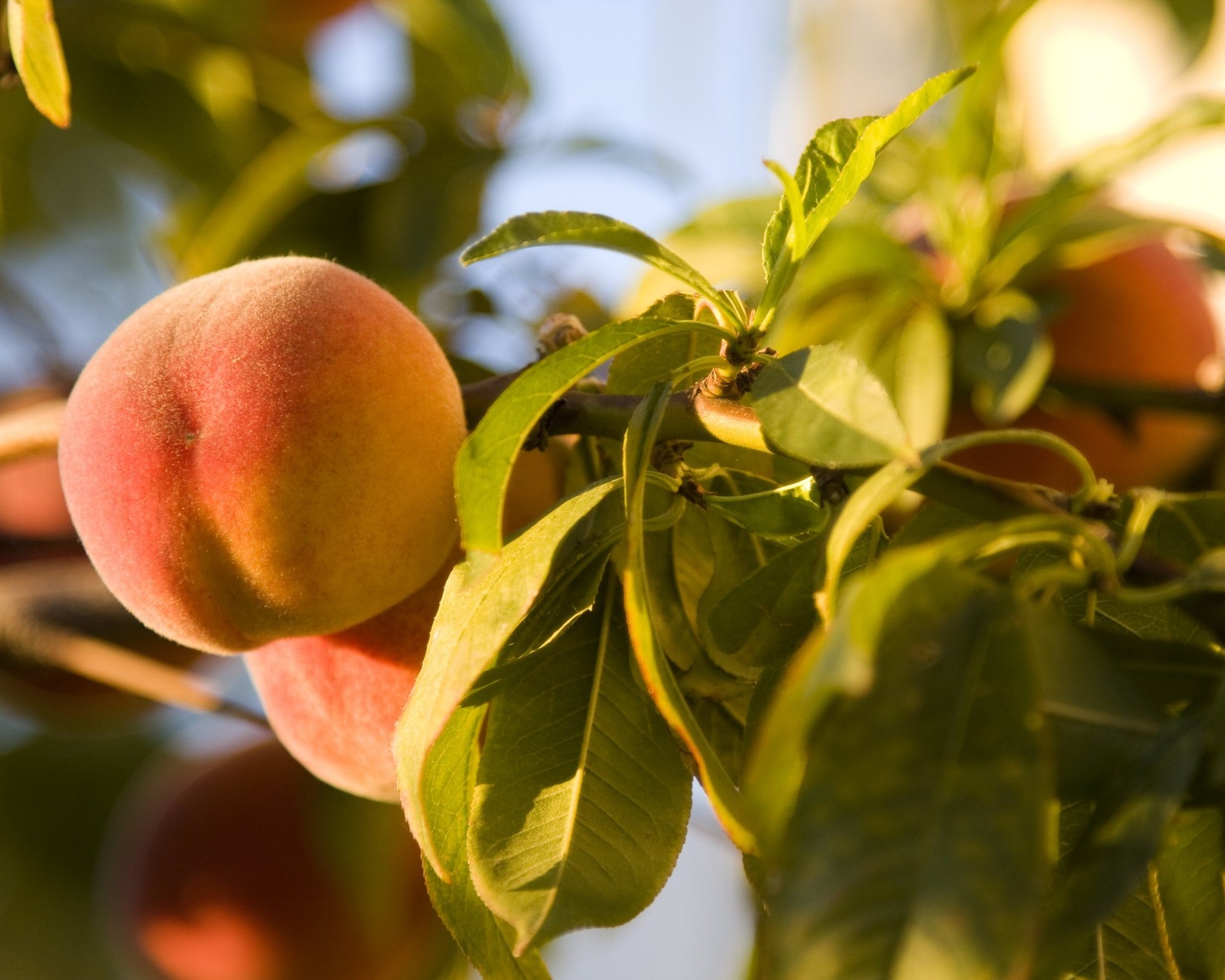 peach.jpg