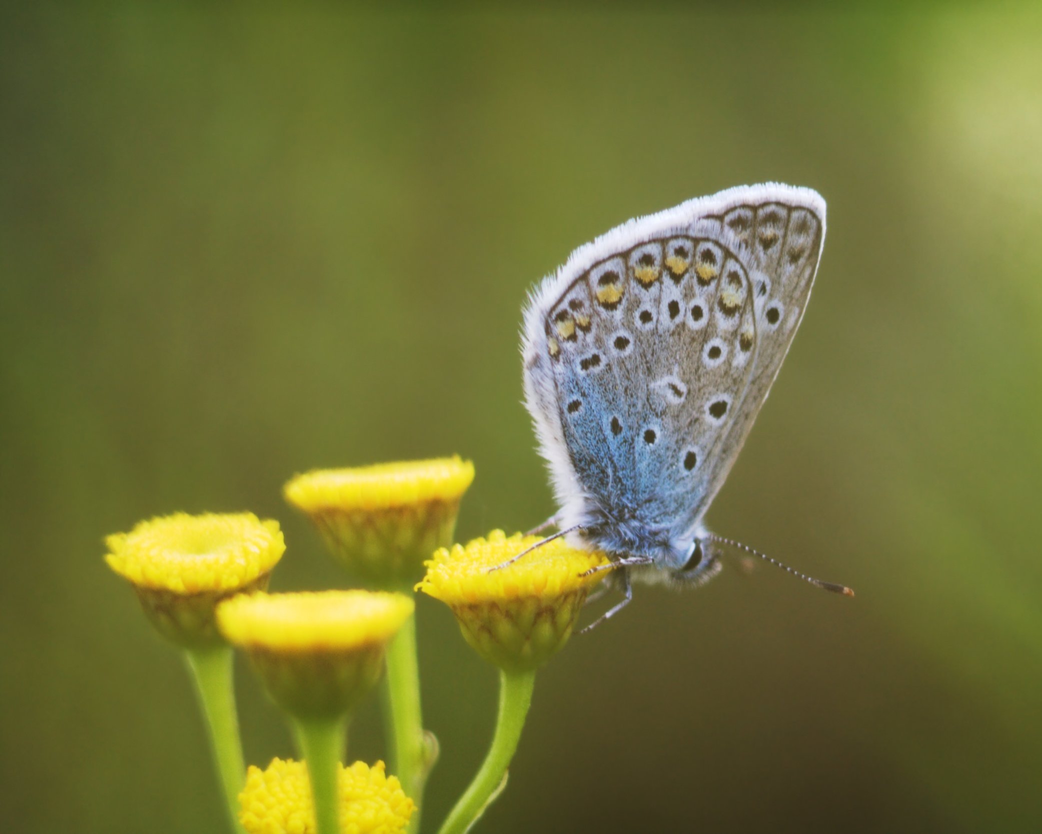 blue+tansy.jpg