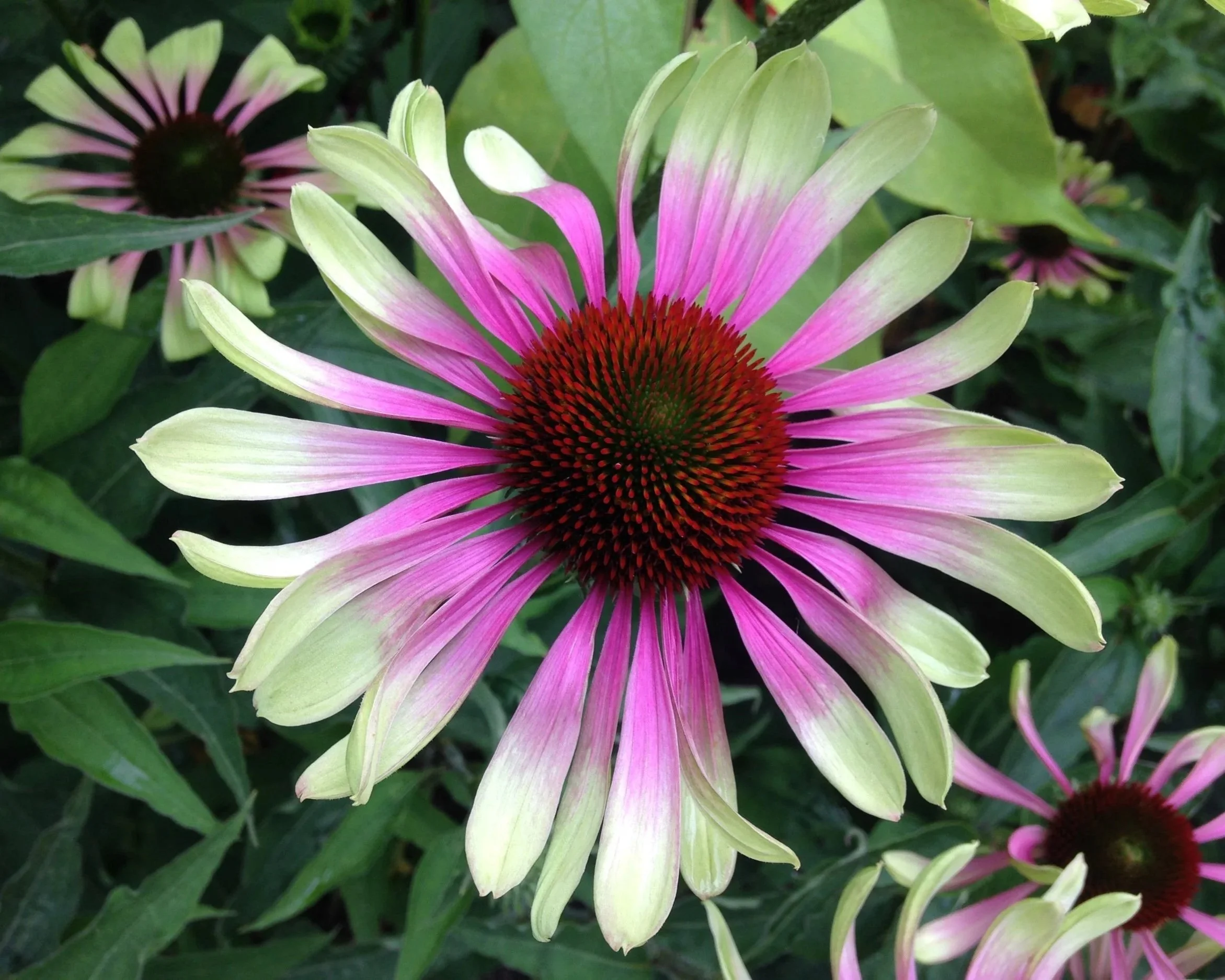 echinacea2.jpg