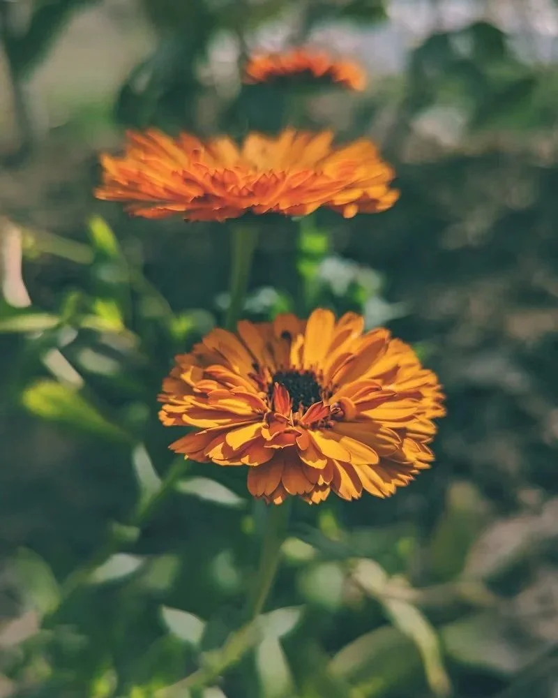 calendula-free.jpg
