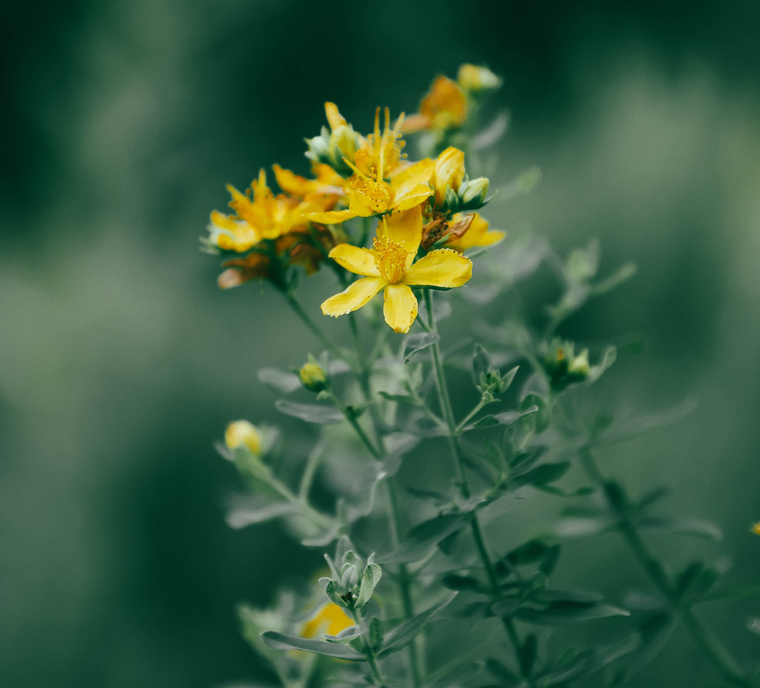 StJohnsWort2.jpg