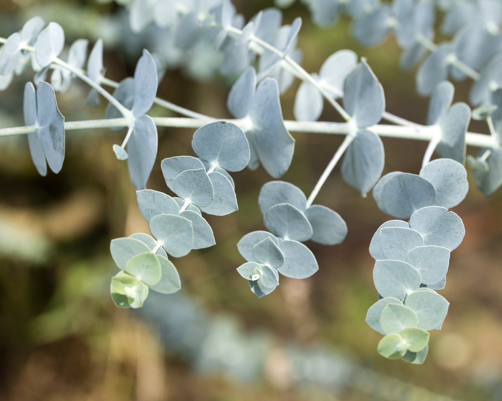 eucalyptus.jpg