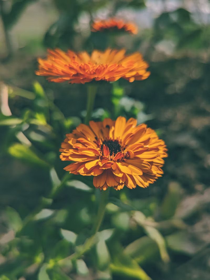calendula-free.jpg