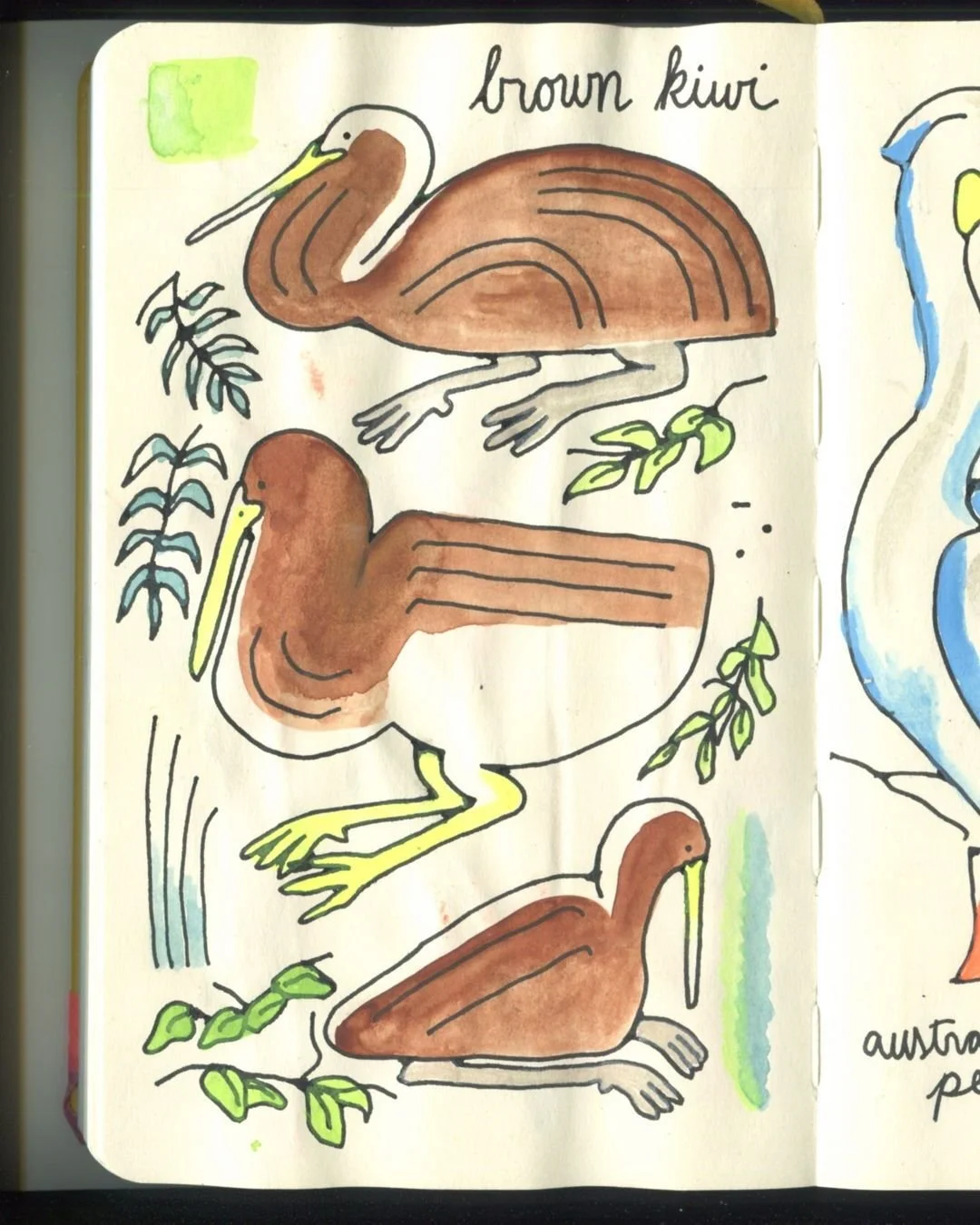 Kiwis and Pelicans, these guys were fun! Back to my watercolor stuff cuz I was sick of ink bleeding thru the paper.

- 

We'll be back in office Jan 5!