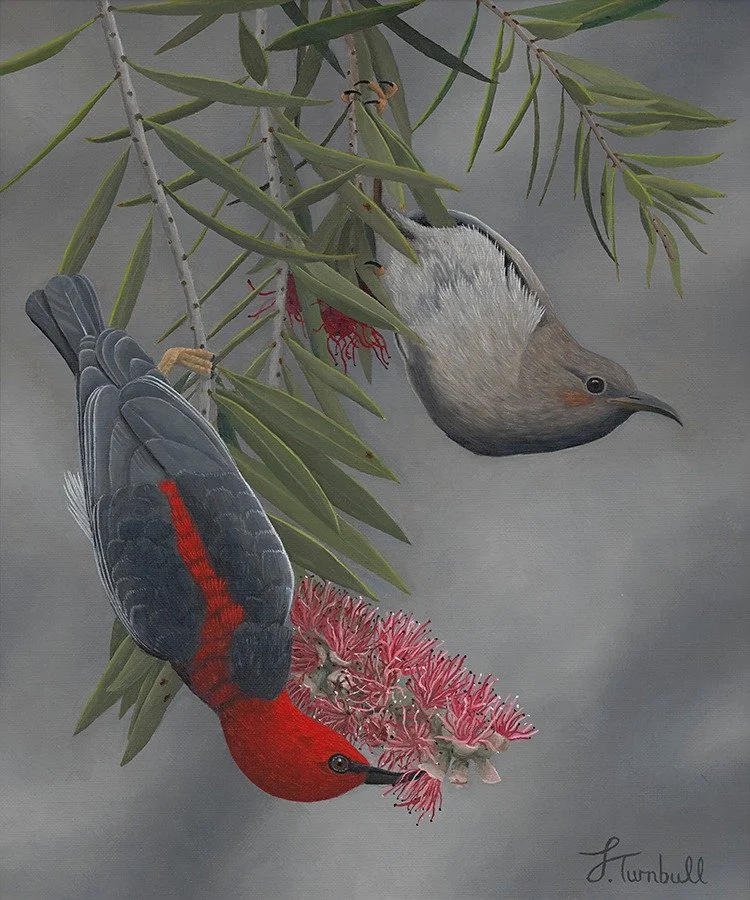 My second artwork displayed at the Maitland Show fits in nicely with todays Valentines Day theme.

&lsquo;Scarlets of Walka&rsquo; - Original oil on linen board 30.5 x 25.4cm (12 x 10in) 

This lovely pair of Scarlet Honeyeater were spotted just up t