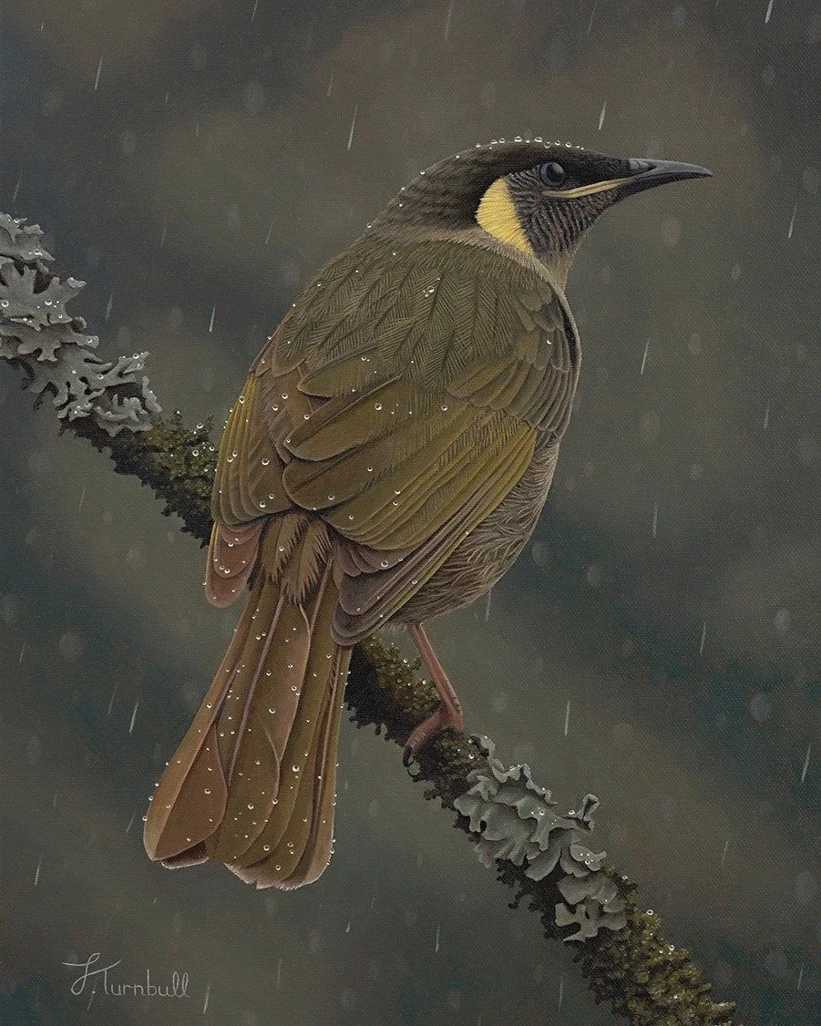 This piece is titled &lsquo;Resilience amidst Raindrops&rsquo; and features a hardy Lewin&rsquo;s Honeyeater braving the cold of a mid-winter shower. I had to admire the toughness of this little bird because as it was enduring through the harsh winte