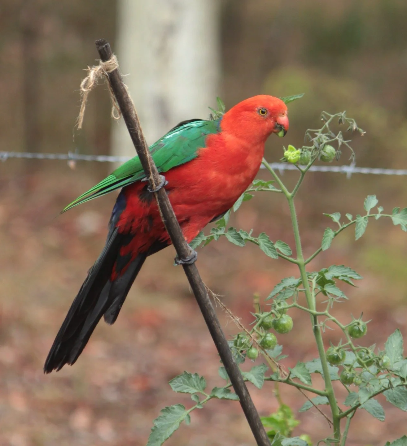 Had a visit this morning by the local tomato thief! I couldn't stay mad at this colourful fellow though, so I guess we'll just say we traded for a few photos. Funnily enough I'm finishing up a painting that has a striking resemblance to this cheeky b