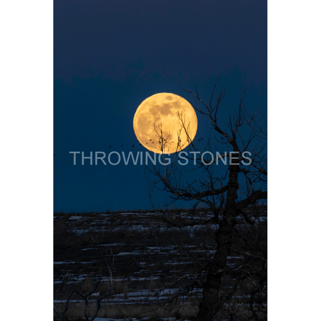 January Wolf Moonrise