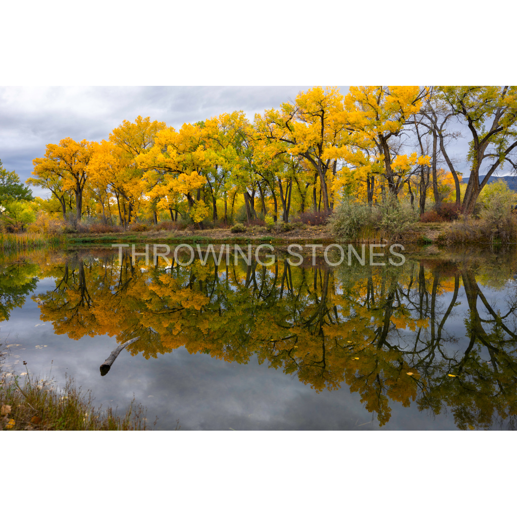 Lion's Park Reflections