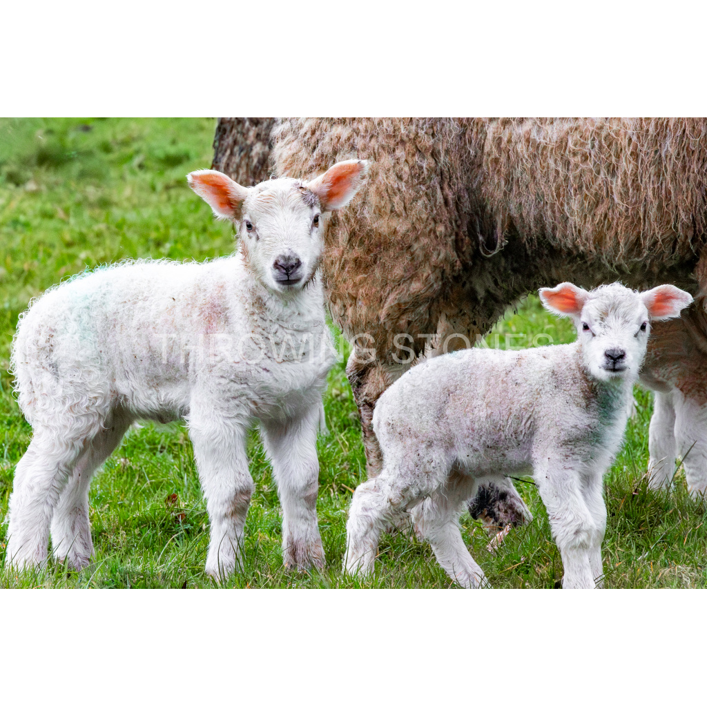 Lambs, Northern Ireland Countryside