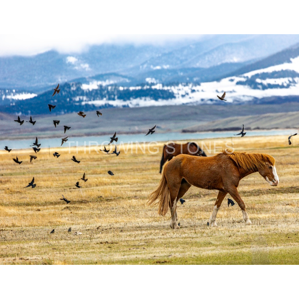 Spinney Mountain Reservoir