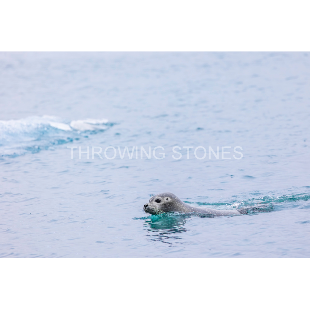 Harbor Seal, Jökulsárlón Glacier Lagoon