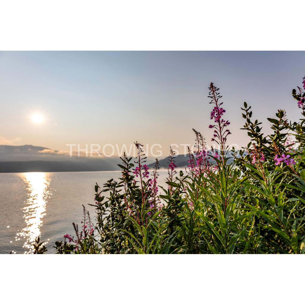 Fireweed and Lake Granby