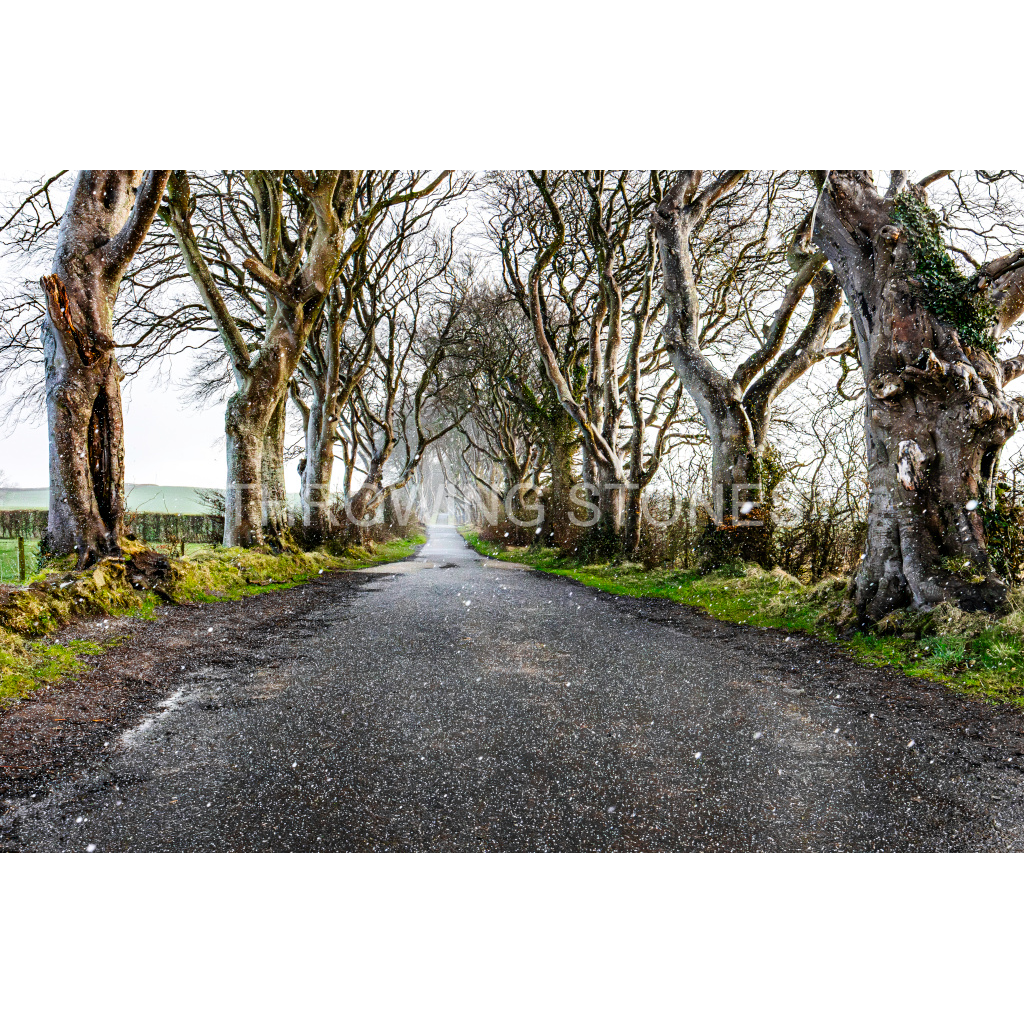 The Dark Hedges