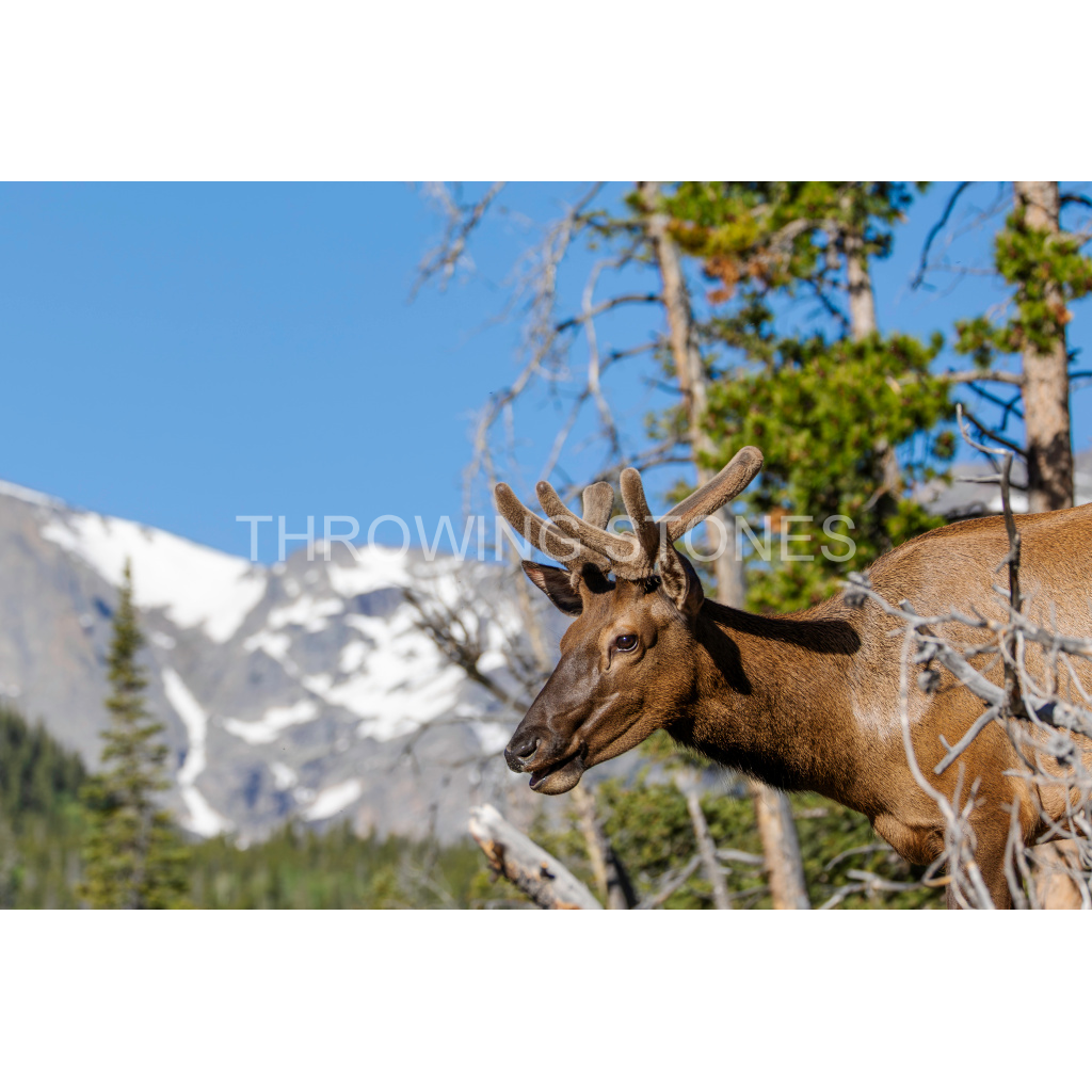 Young Elk - Sprague Lake