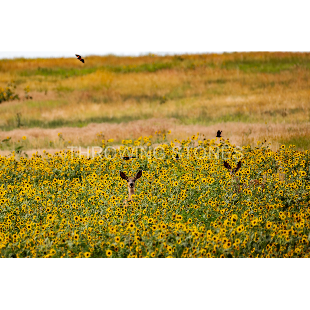Mule Deer Playing in Sunflowers